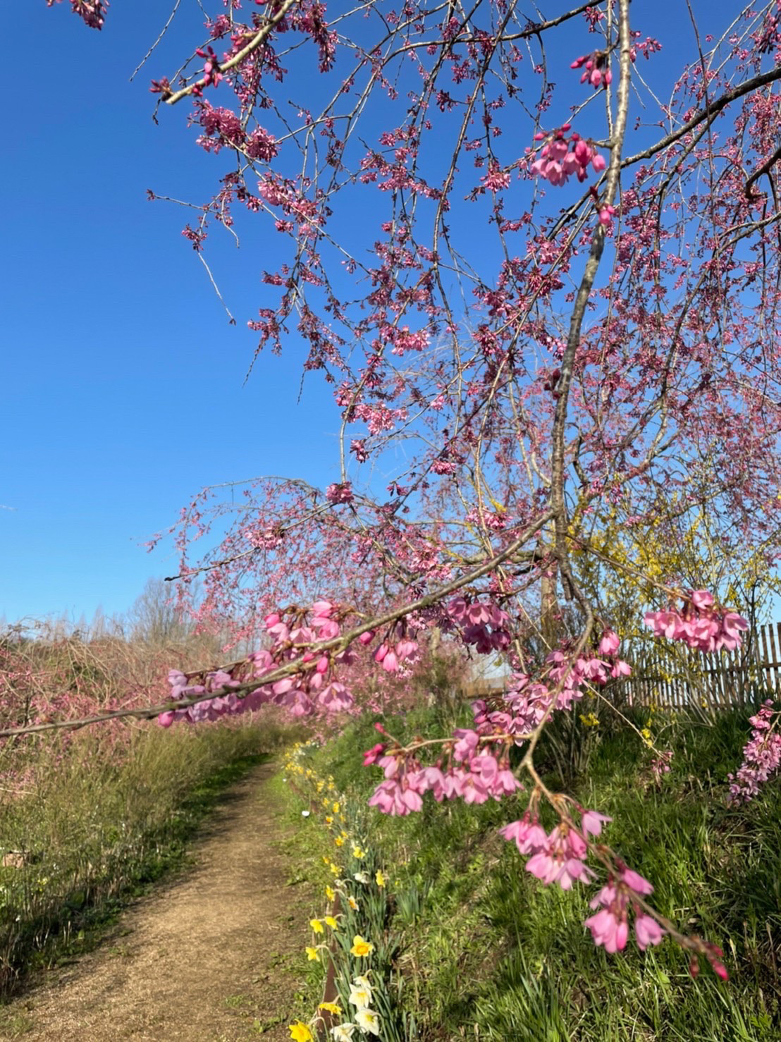 【開園中】桜【全体の約7～8割の開花】・菜の花【見頃】
