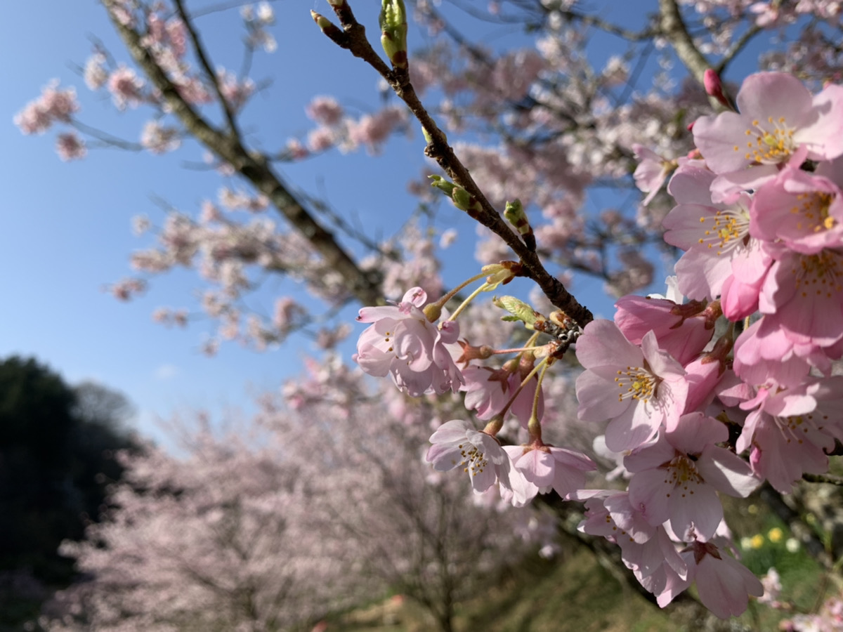 【開園中】桜【見頃】・菜の花【見頃】