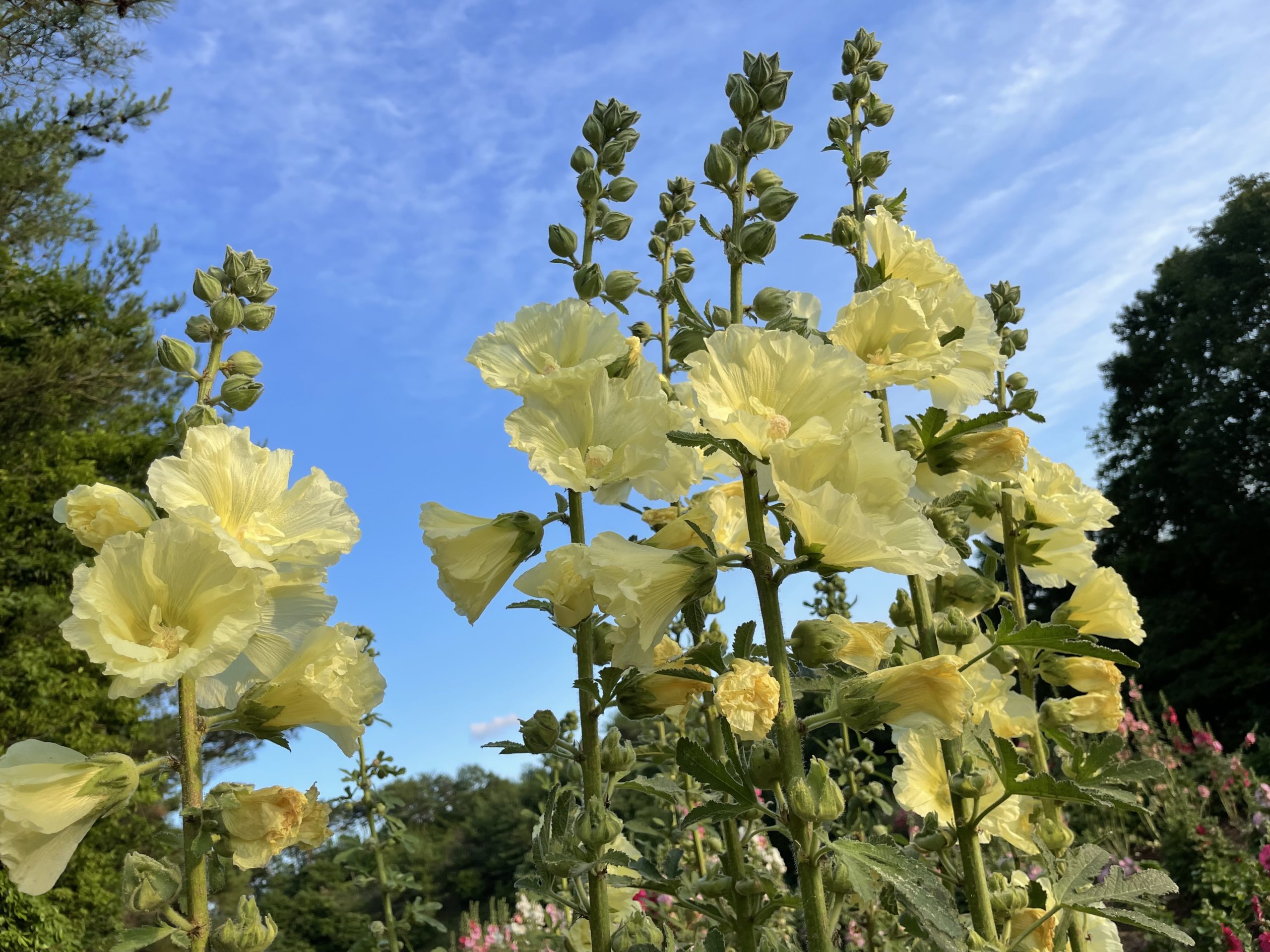 【Park open】Hydrangea【Best time for viewing】Hollyhocks【Best time for viewing】