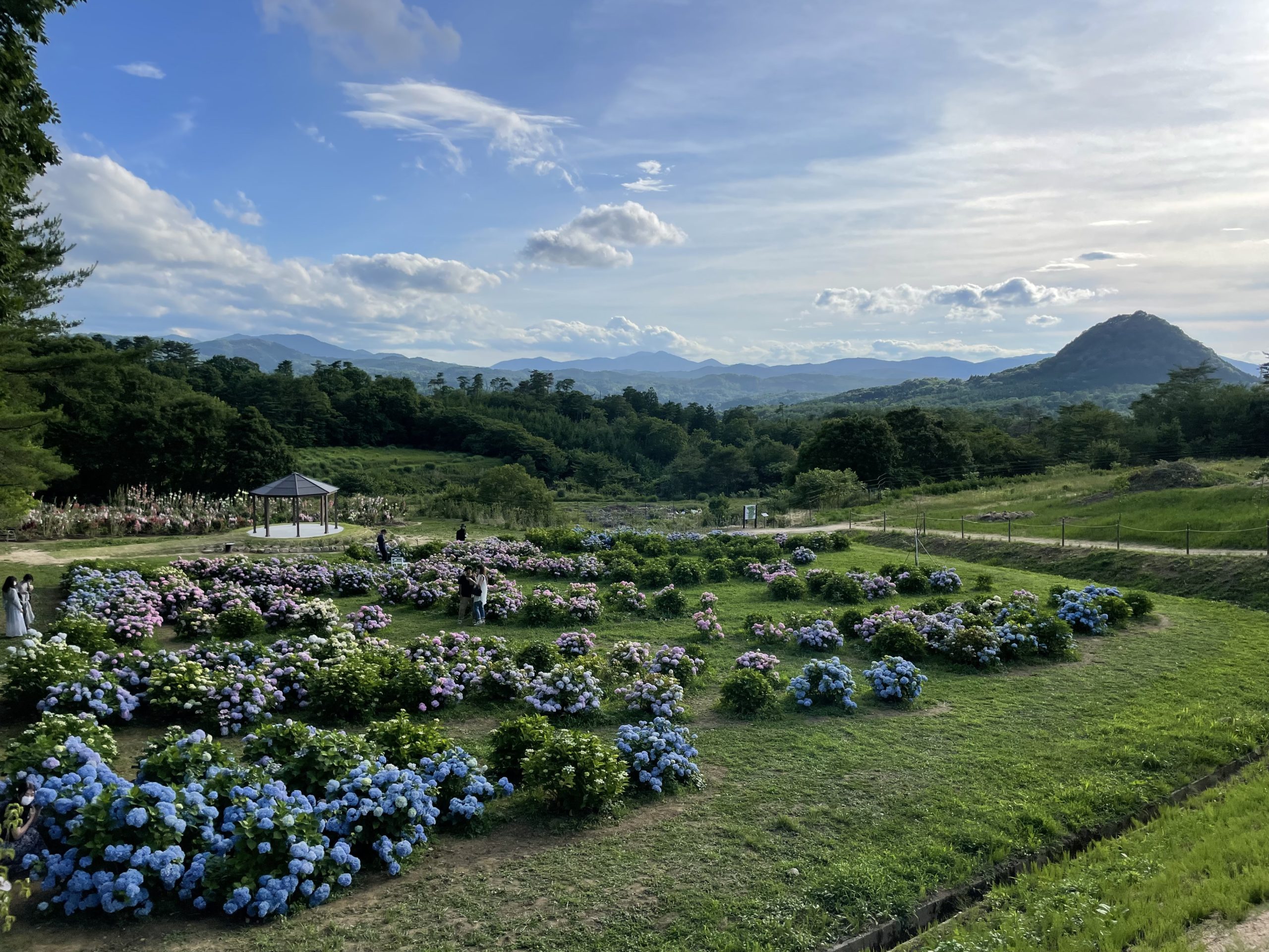 【Closed until the Next Session in 2023】Hydrangea and Hollyhock Hill Finished for 2022