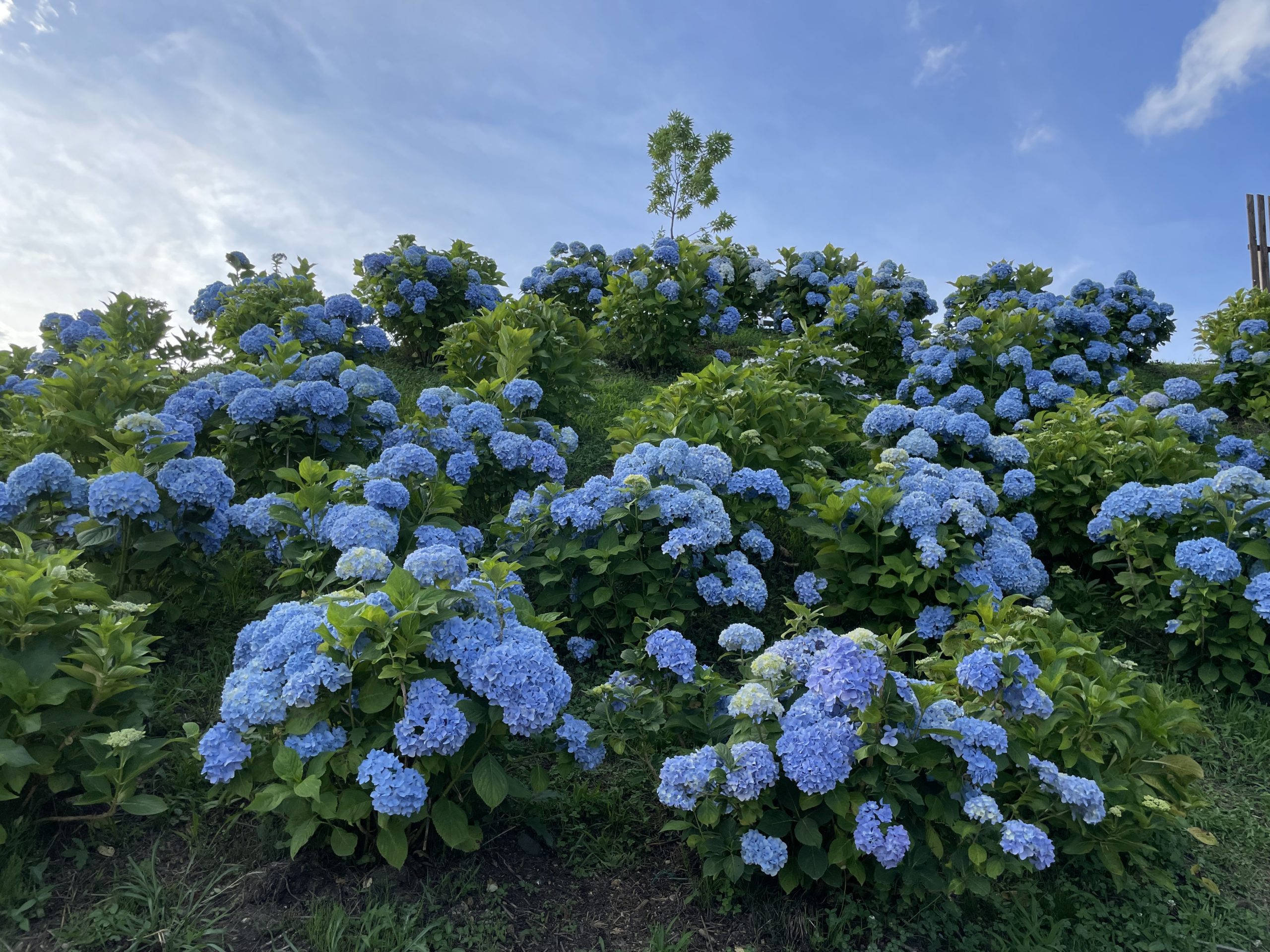 【Park open】Hydrangea【Best time for viewing】Hollyhocks【Best time for viewing】