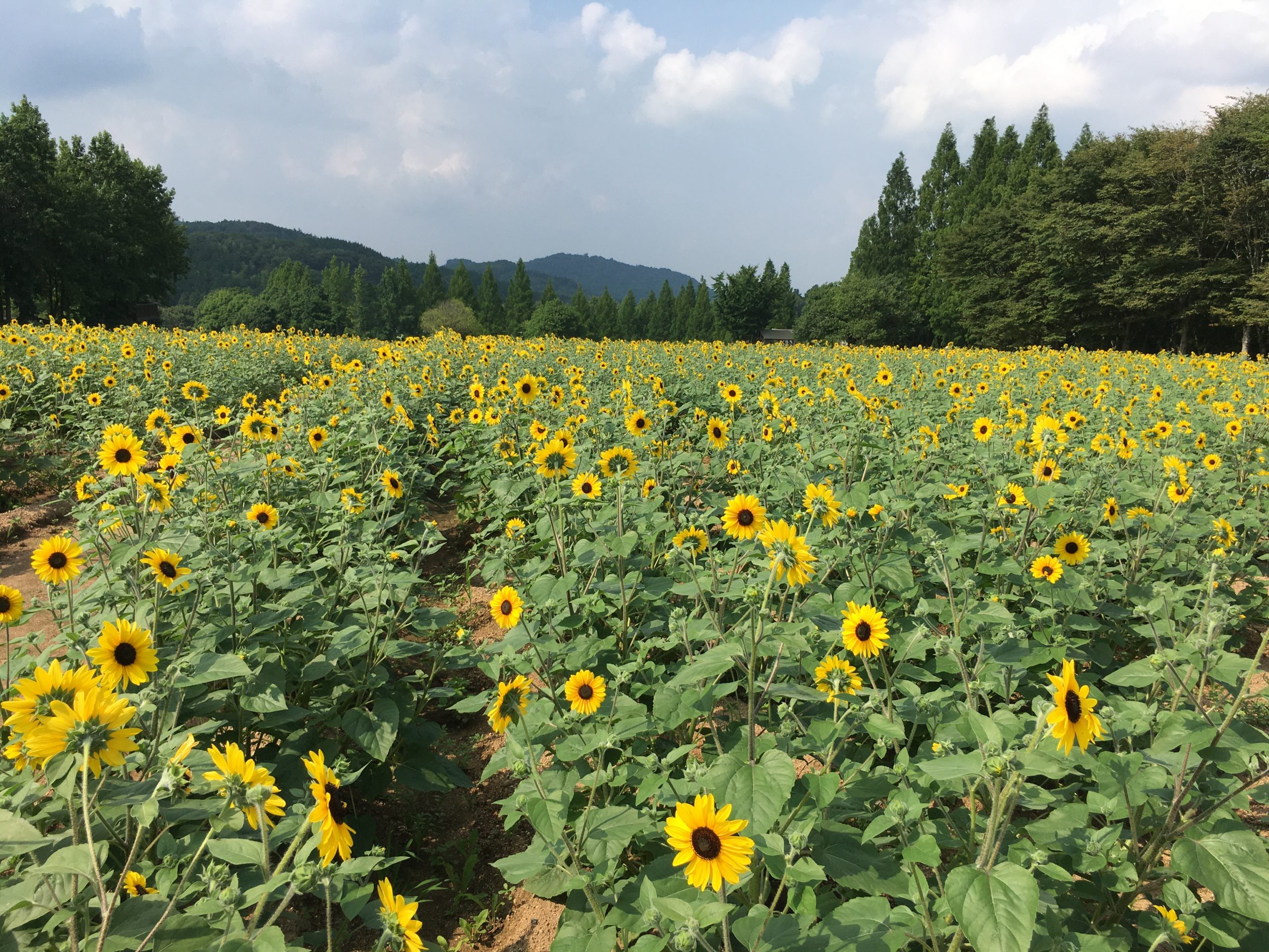 【Open from July 30th】Sunflower【Begin to bloom】