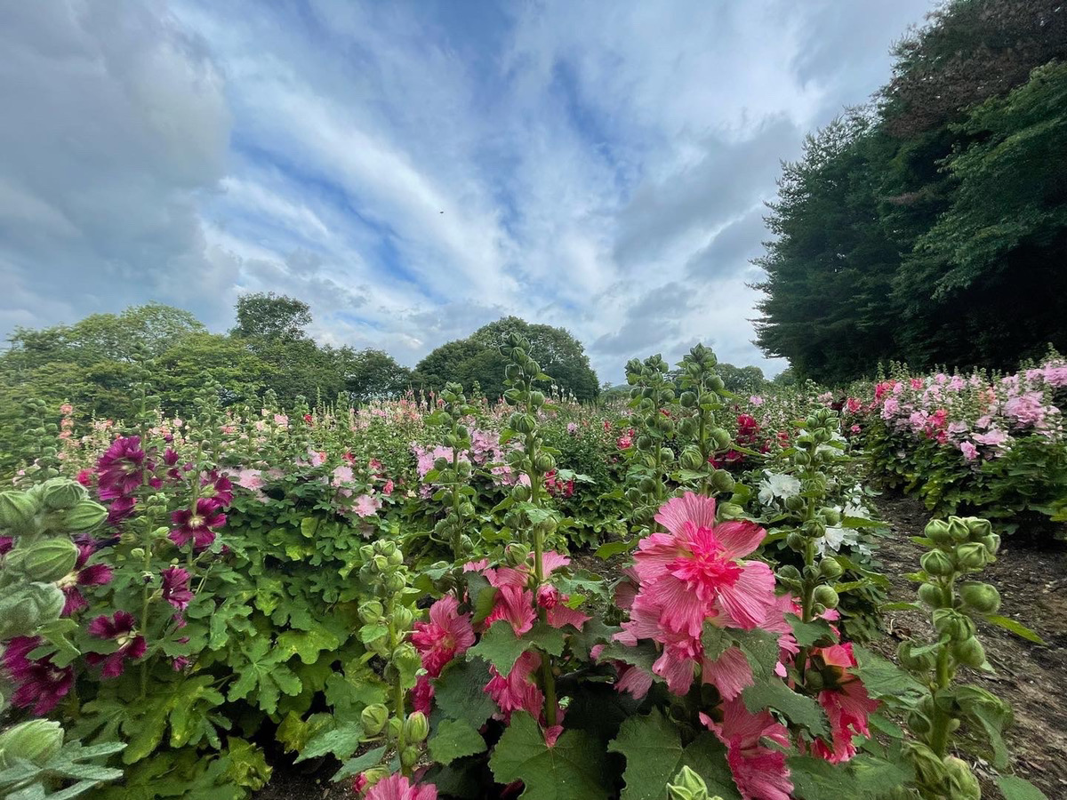 【Park open】Hydrangea【Begin to fall】Hollyhocks【Best time for viewing】