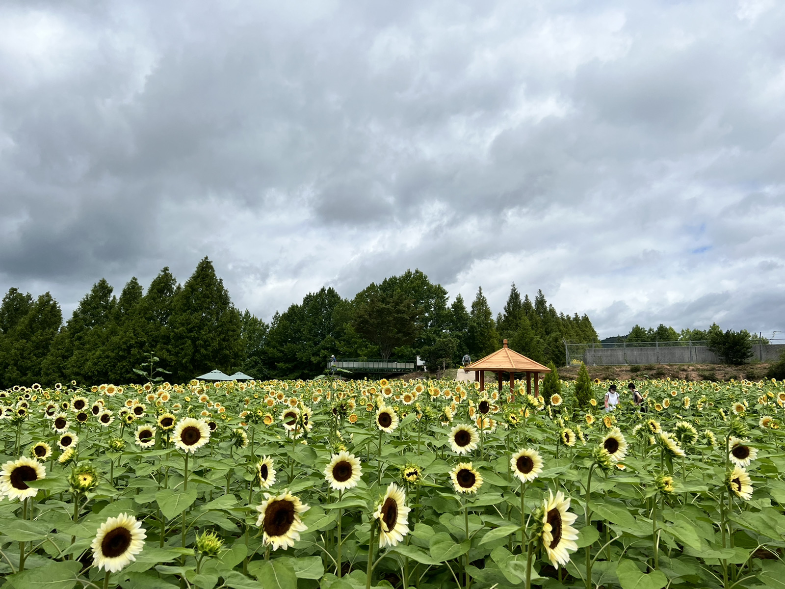 【Park open】Sunflower【about50% flowering】
