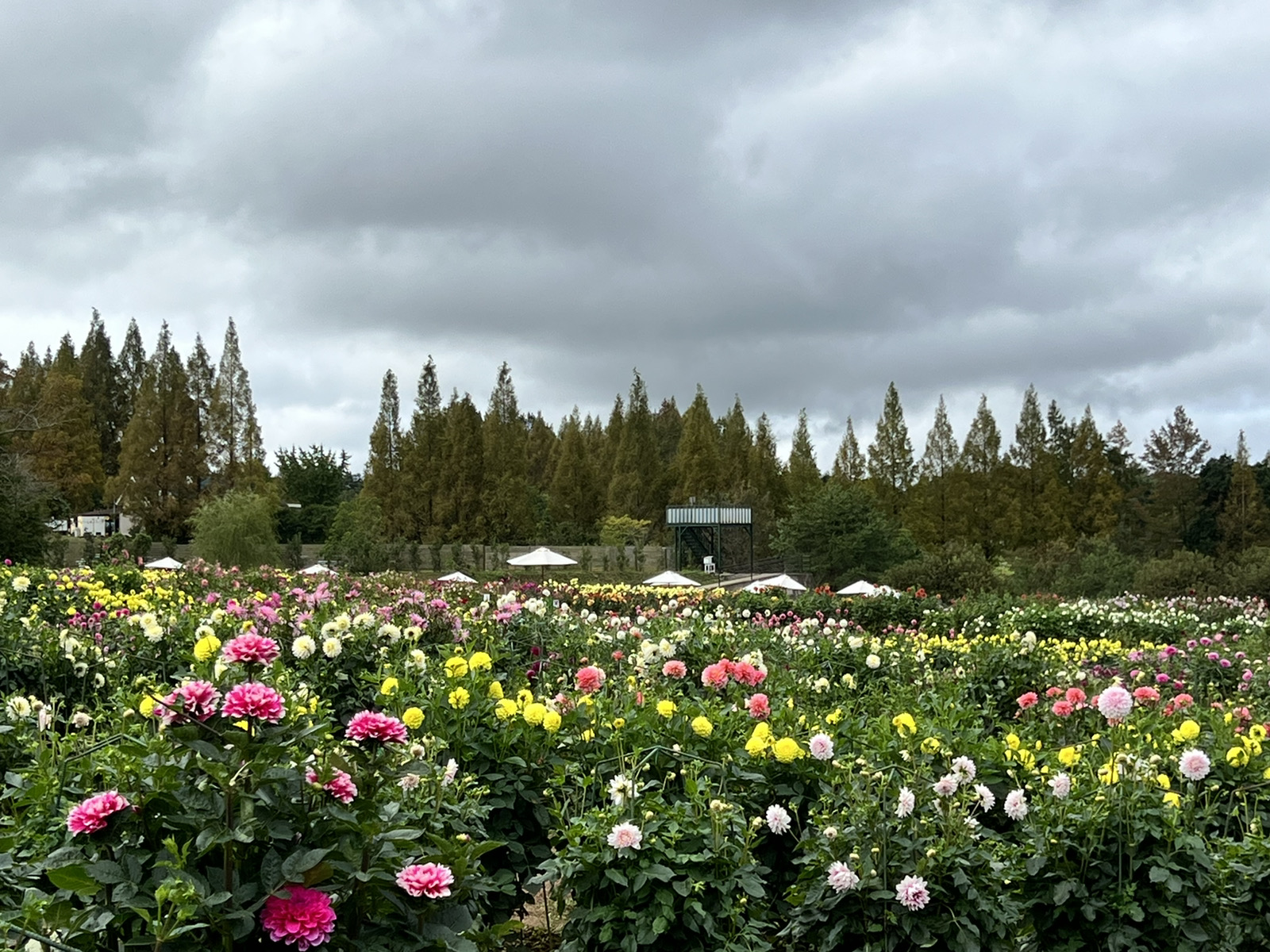 【Park open】Dahlia 【The best season for viewing flowers】Garden Mom 【The best season for viewing flowers】
