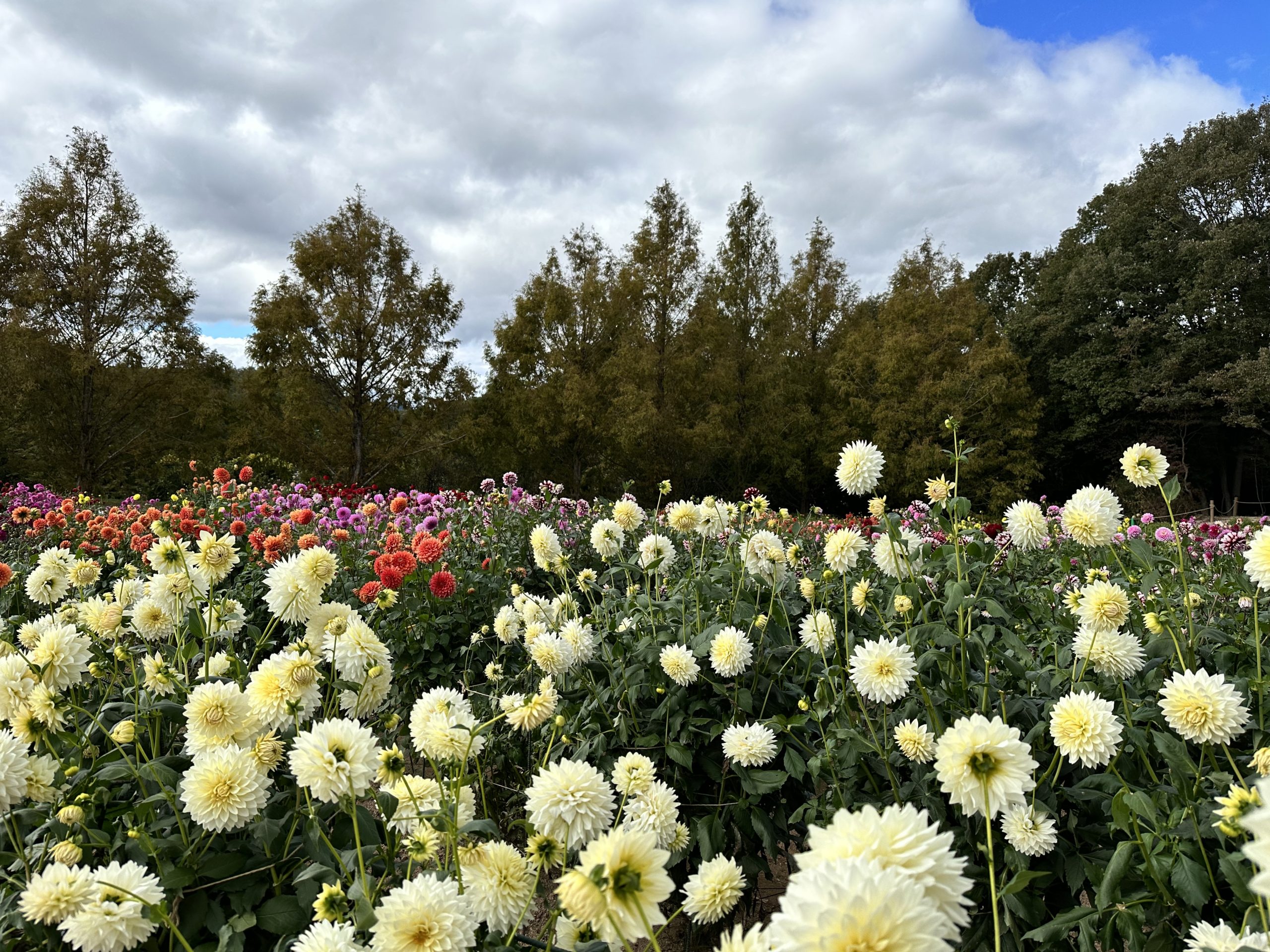 【Park open】Dahlia 【The best season for viewing flowers】Garden Mom 【The best time for viewing is past】Cosmos【The best season for viewing flowers】