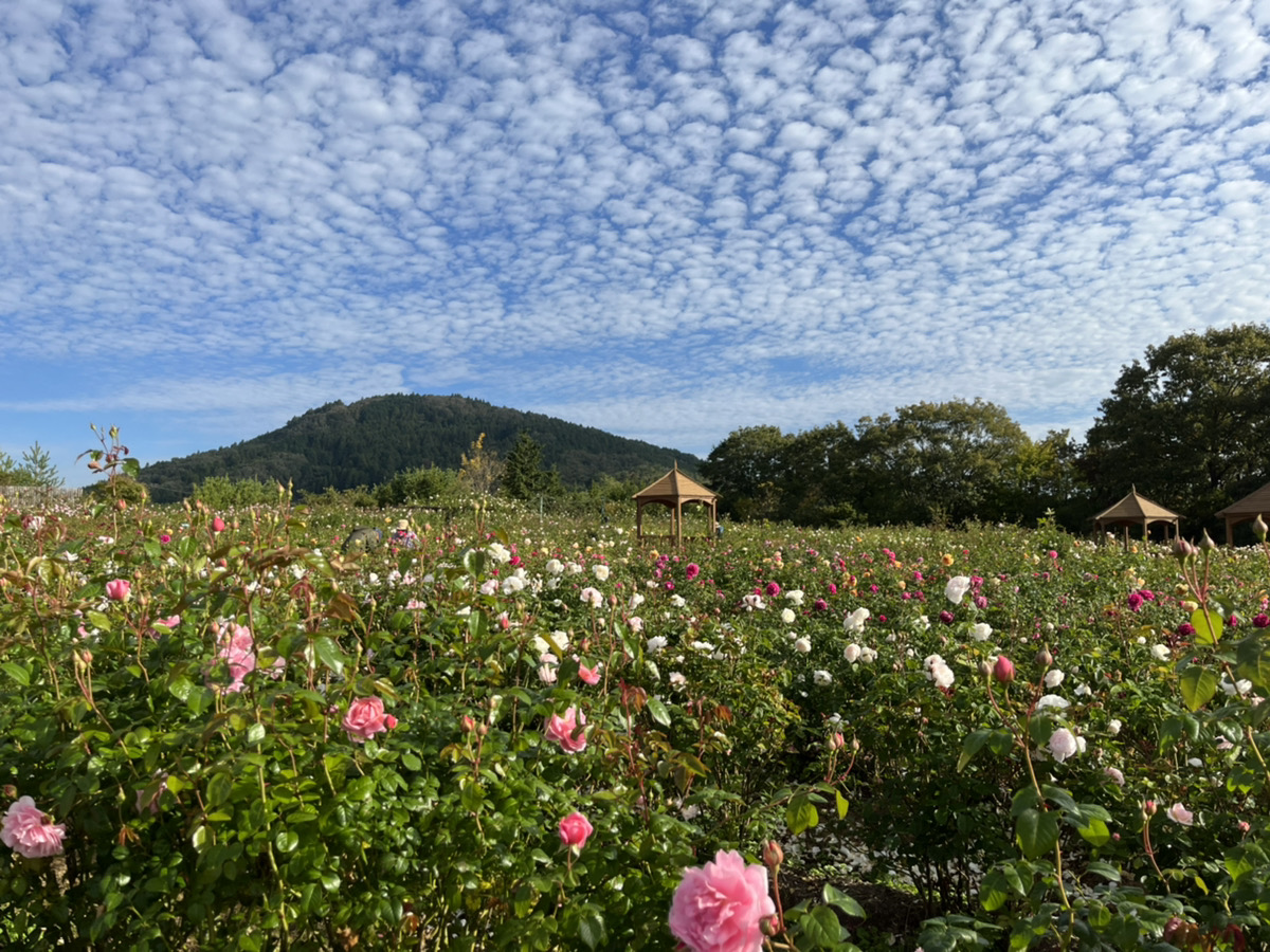 【Park open】Rose【The best season for viewing flowers(Begin to fall)】Perennial plant【The best season for viewing flowers(Begin to fall)】Cosmos 【The best season for viewing flowers】