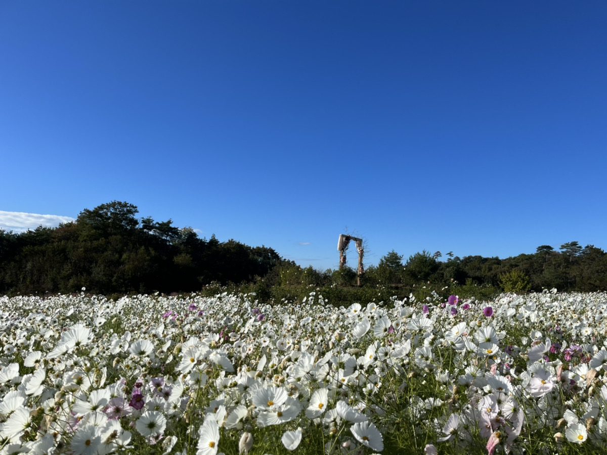 【Park open】Rose【Begin to fall】Perennial plant【Begin to fall】Cosmos 【The best season for viewing flowers】