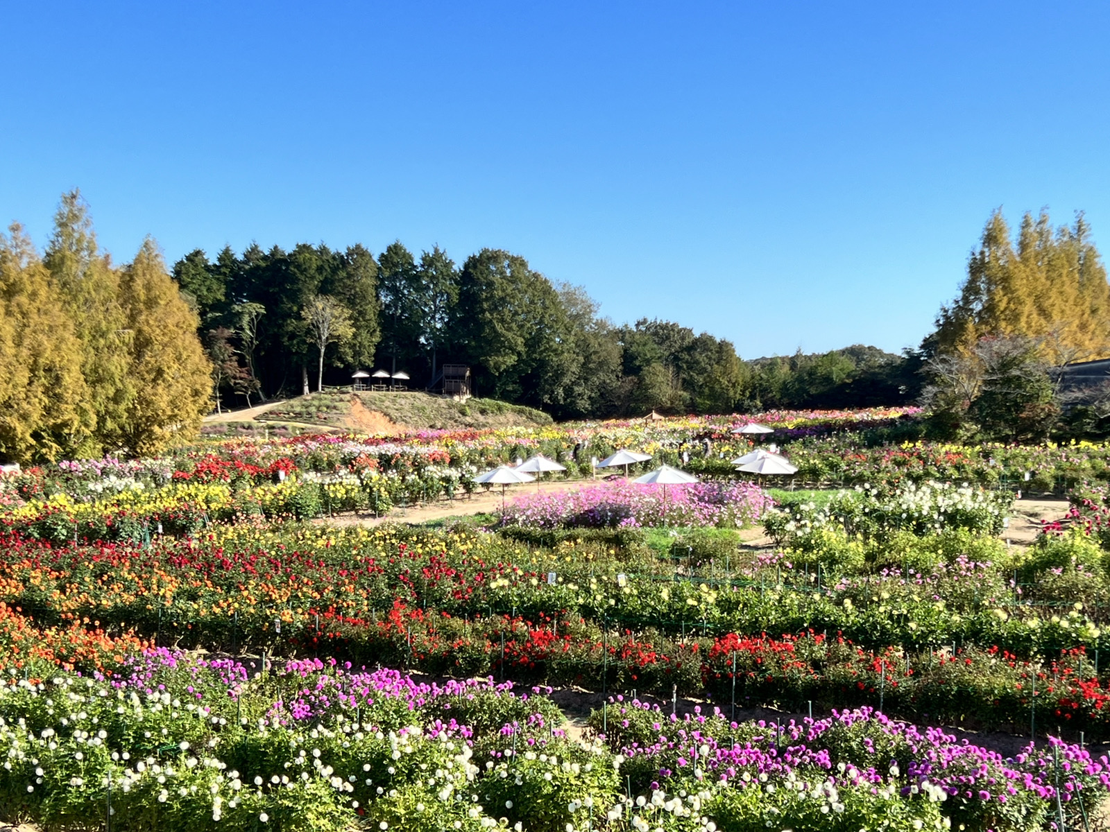 【Park open】Dahlia 【The best time for viewing is past】Garden Mom 【The best time for viewing is past】Cosmos【The best season for viewing flowers】
