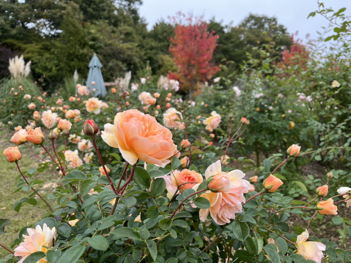 【Park open】Rose【Begin to fall】Perennial plant【Begin to fall】Cosmos 【The best season for viewing flowers】