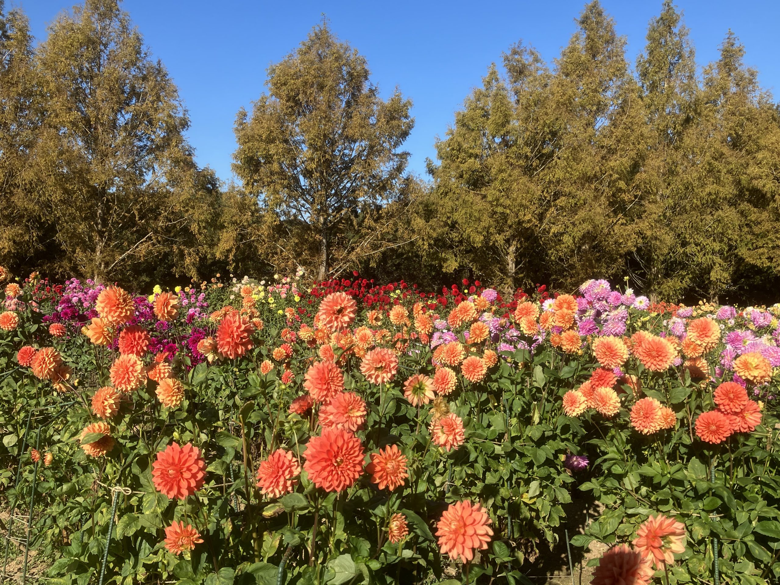 【Park open】Dahlia 【The best season for viewing flowers】Garden Mom 【Closed】Cosmos【The best season for viewing flowers】
