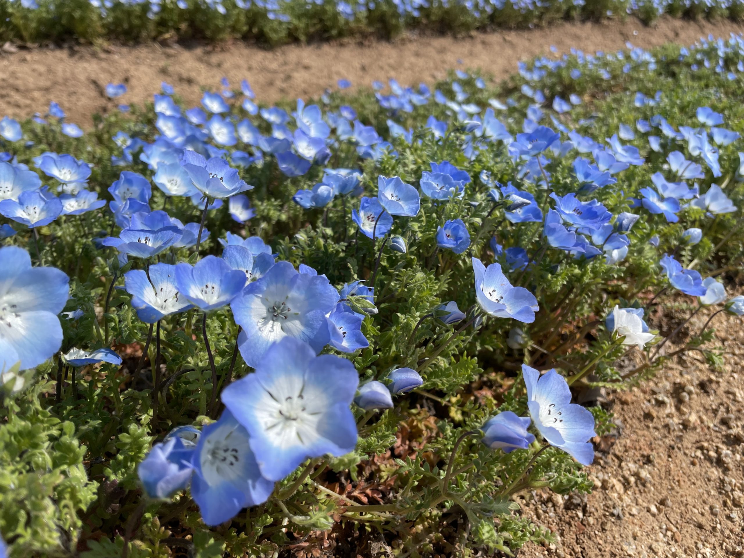 【Park open】Open from the 30<sup>th</sup> of March 2023 (pre-opening)　　　　　　　Moss Phlox and Nemophila Hills 2023