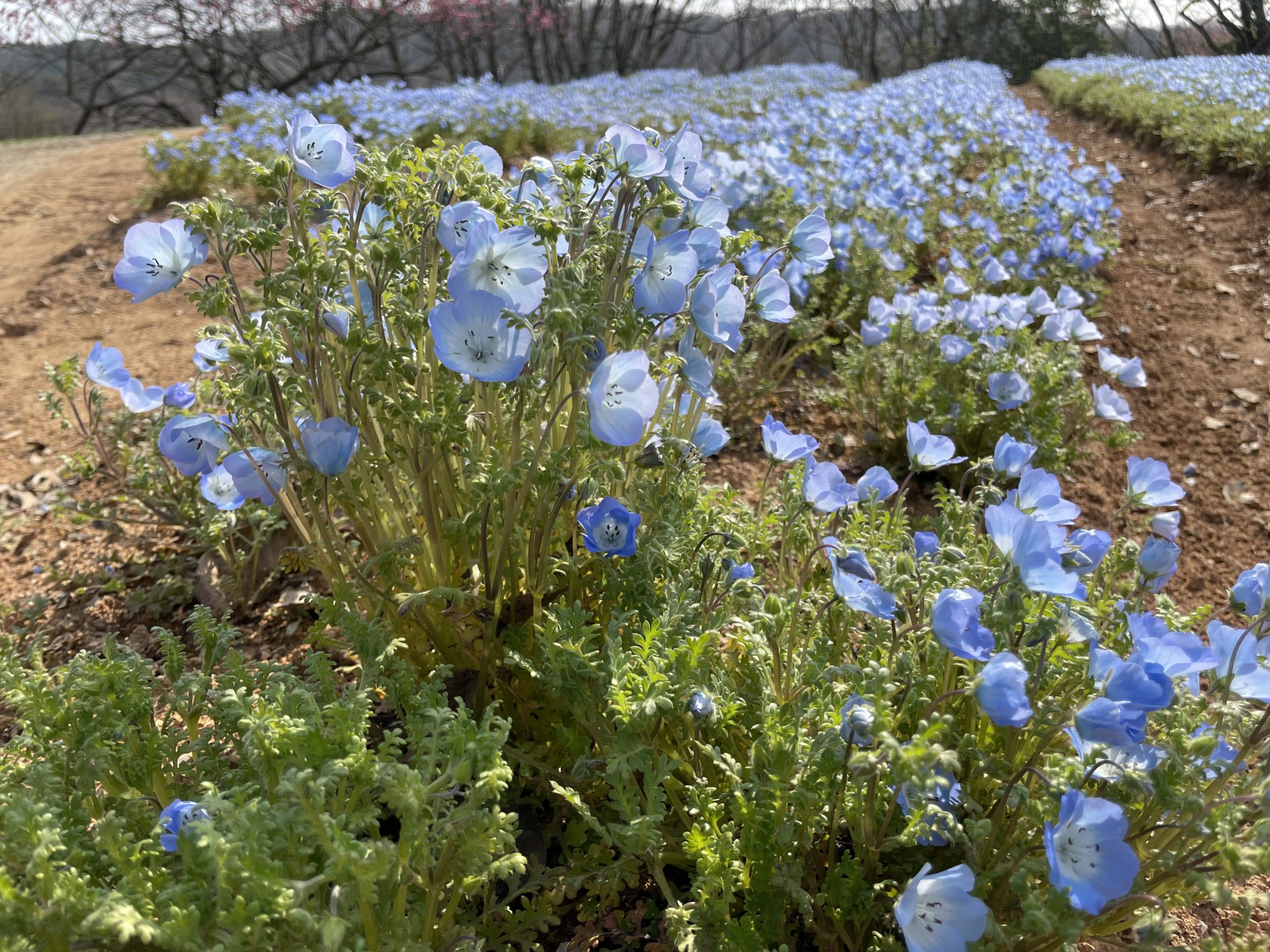 【Park open】Open from the 30th of March 2023 【Moss Phlox】20% flowering【Nemophila 】Best time for viewing【Thunberg spiraea】Best time for viewing