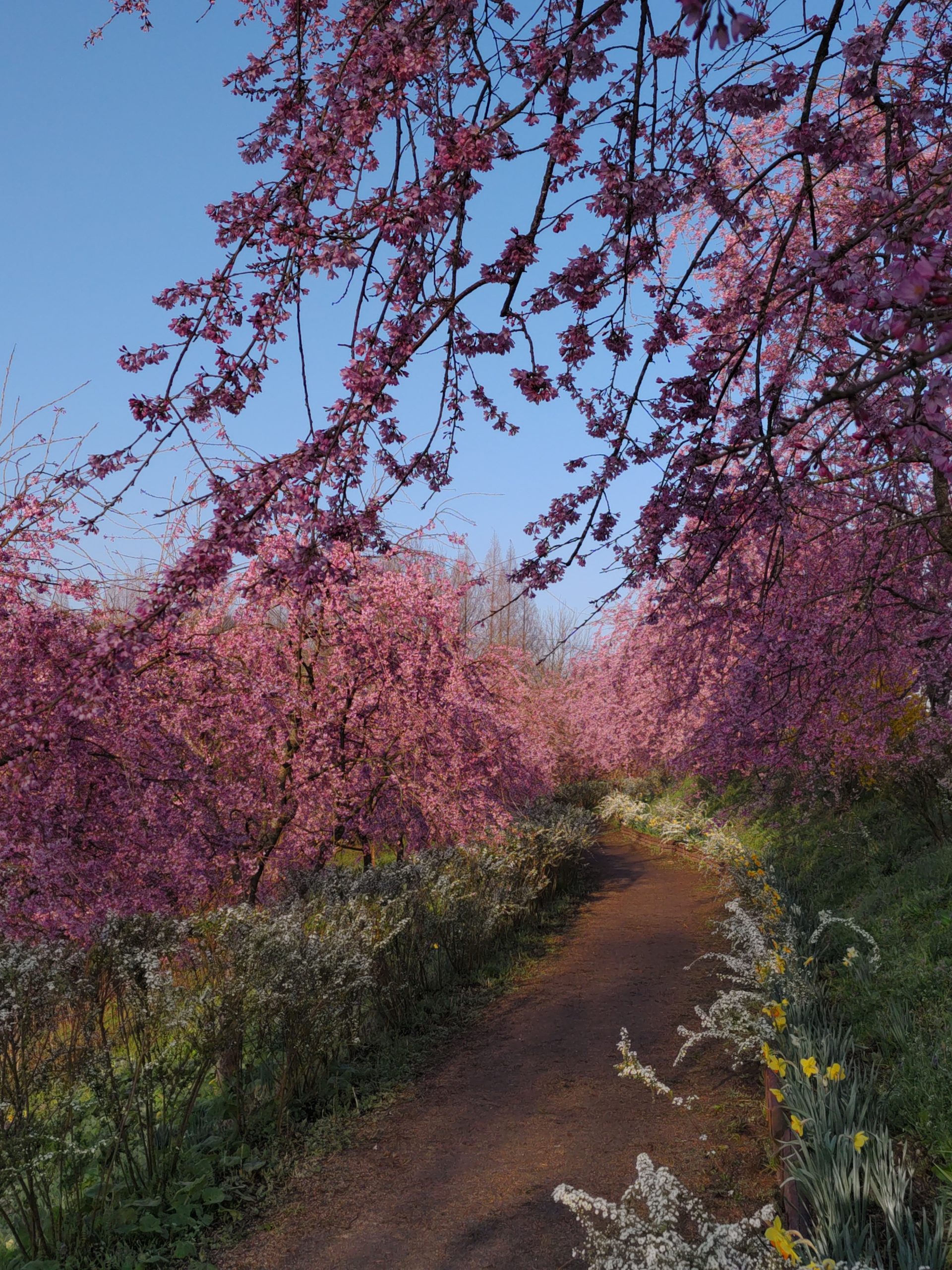 【Park Is Currently Open】Weeping cherry blossom【Best time to see】