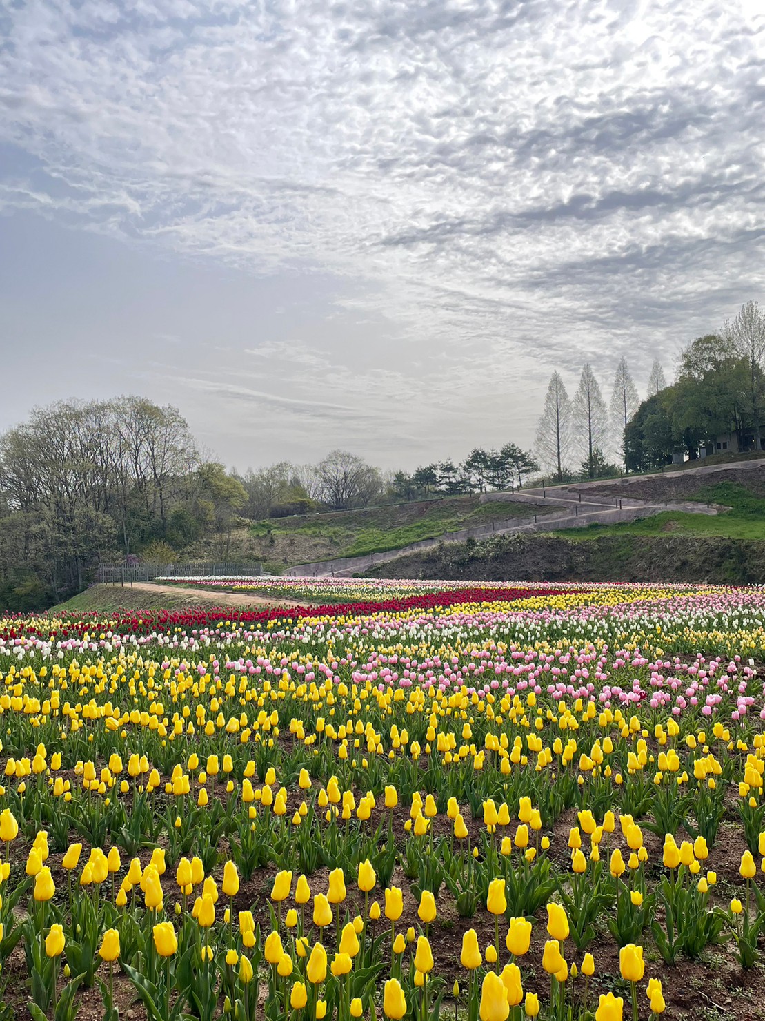 【Park open】Tulip【Best time for viewing】