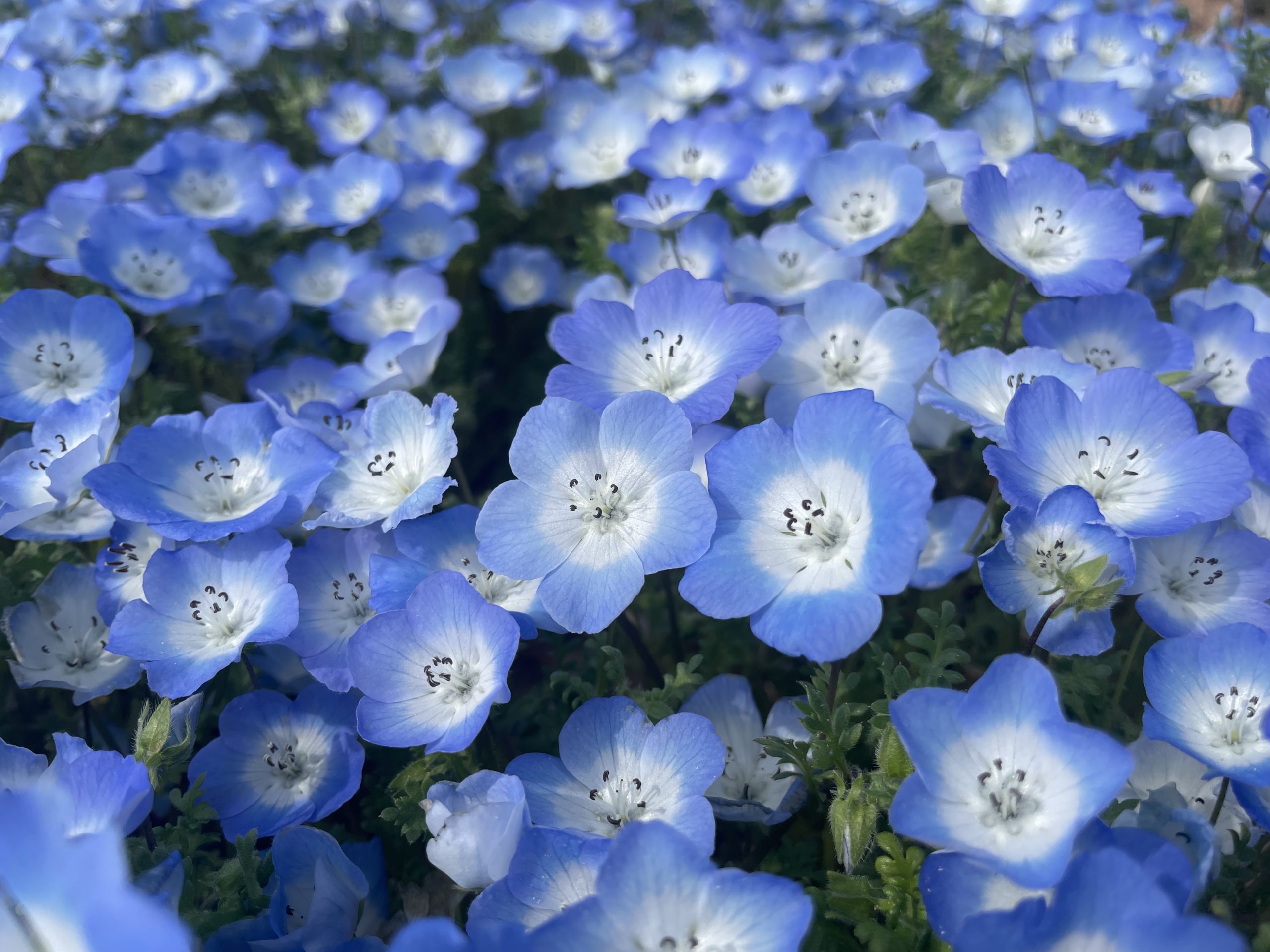 【Park open】Moss Phlox【Best time for viewing】Nemophila【Best time for viewing】Thunberg spiraea【Best time for viewing】