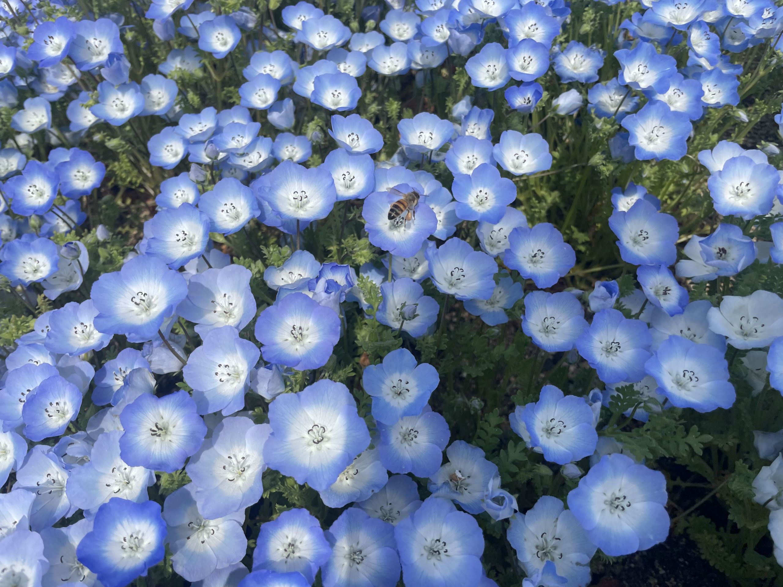 【Park open】Moss Phlox【Best time for viewing】Nemophila【Best time for viewing】Thunberg spiraea【Best time for viewing】