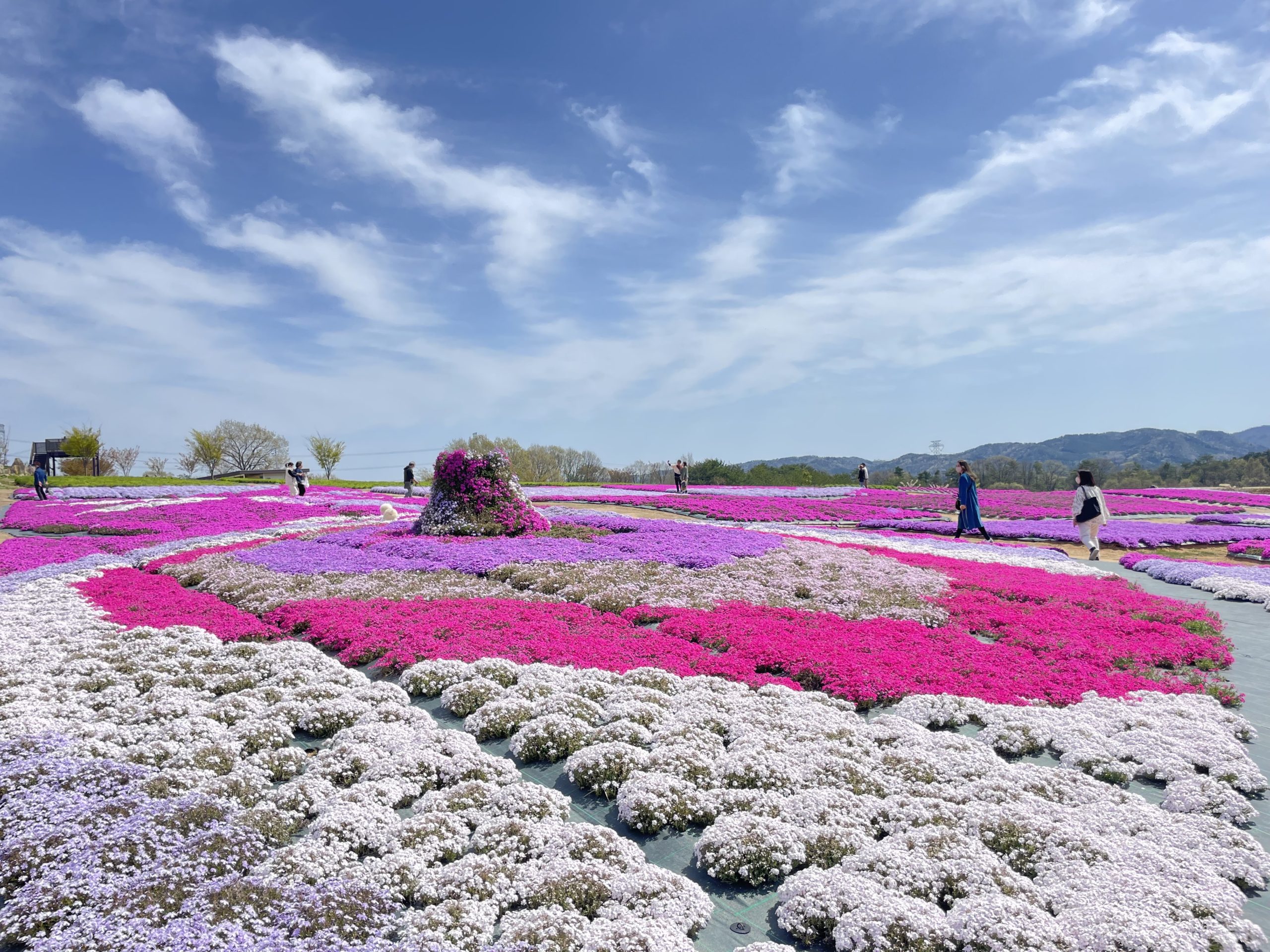 【Park open】Moss Phlox【Best time for viewing】Nemophila【Best time for viewing】Thunberg spiraea【Past the peak viewing time】
