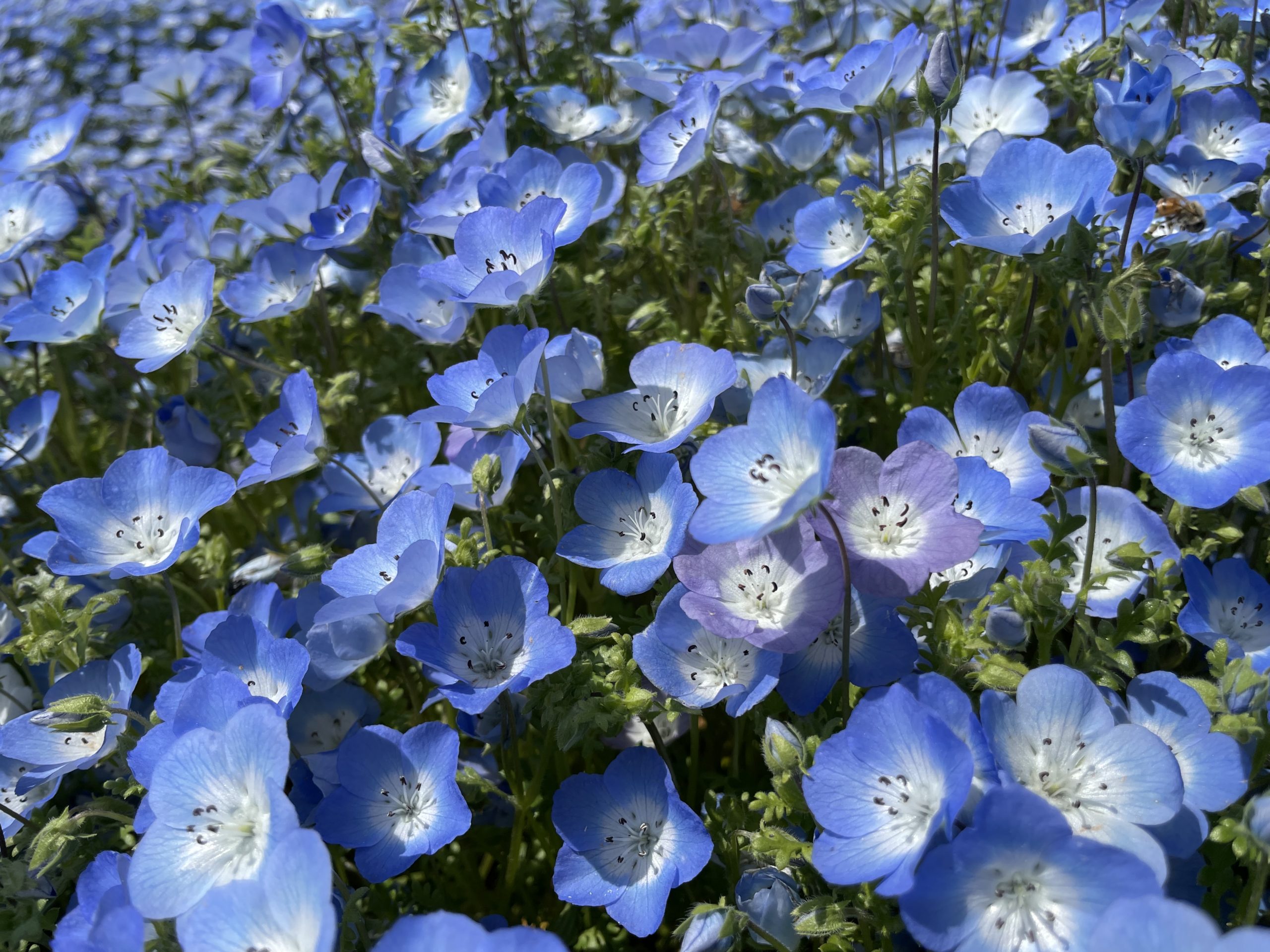 【Park open】Moss Phlox【Best time for viewing】Nemophila【Best time for viewing】Pink【Flower buds】