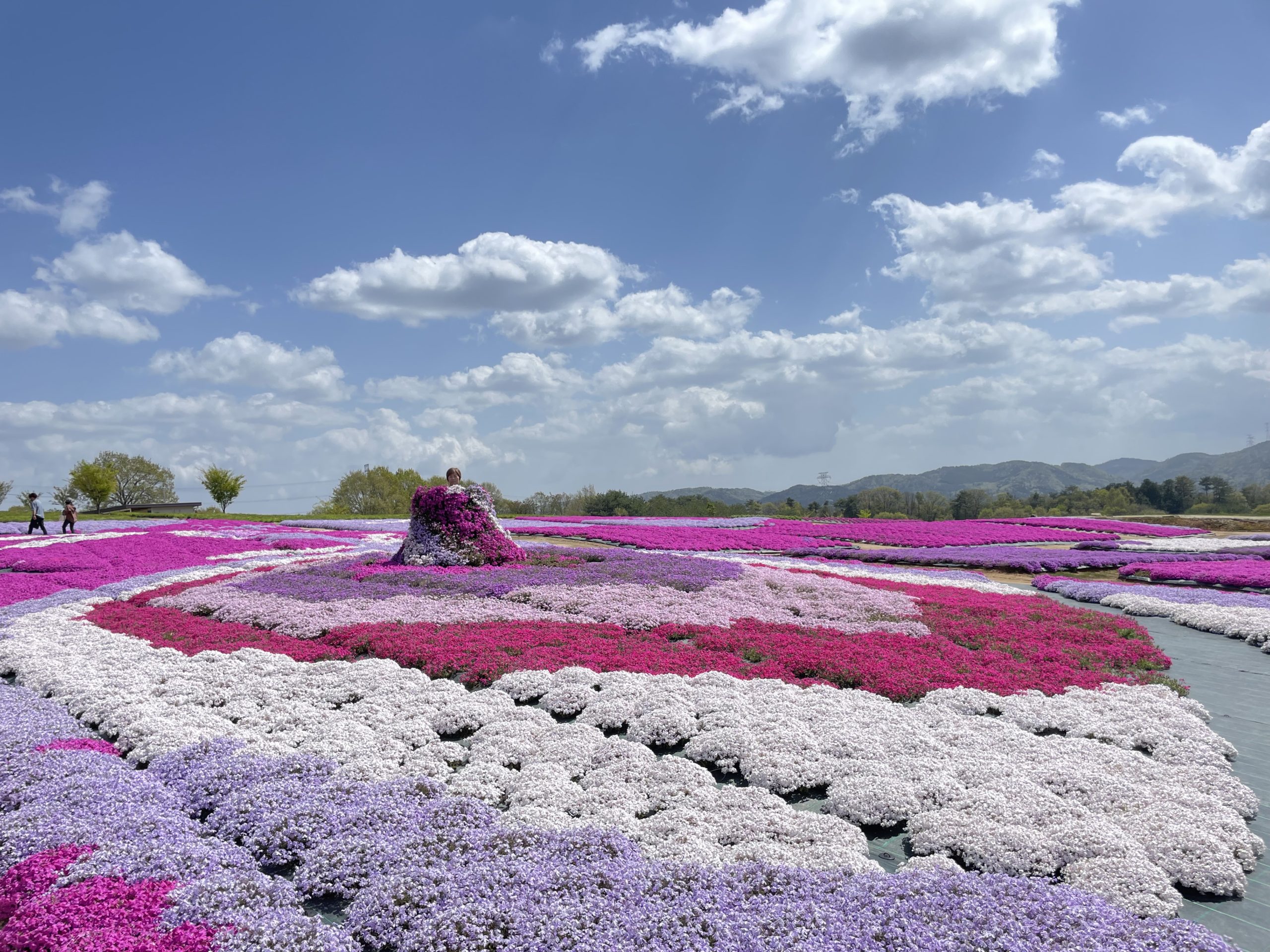 【Park open】Moss Phlox【Best time for viewing】Nemophila【Best time for viewing】Pinks【Flower buds】