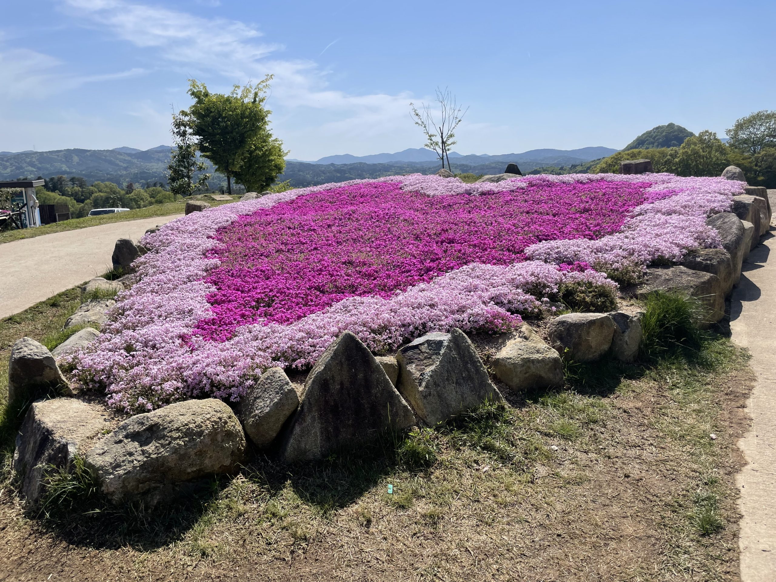 【Park open】Moss Phlox【Best time for viewing】Nemophila【Best time for viewing】Pinks【30% flowering】