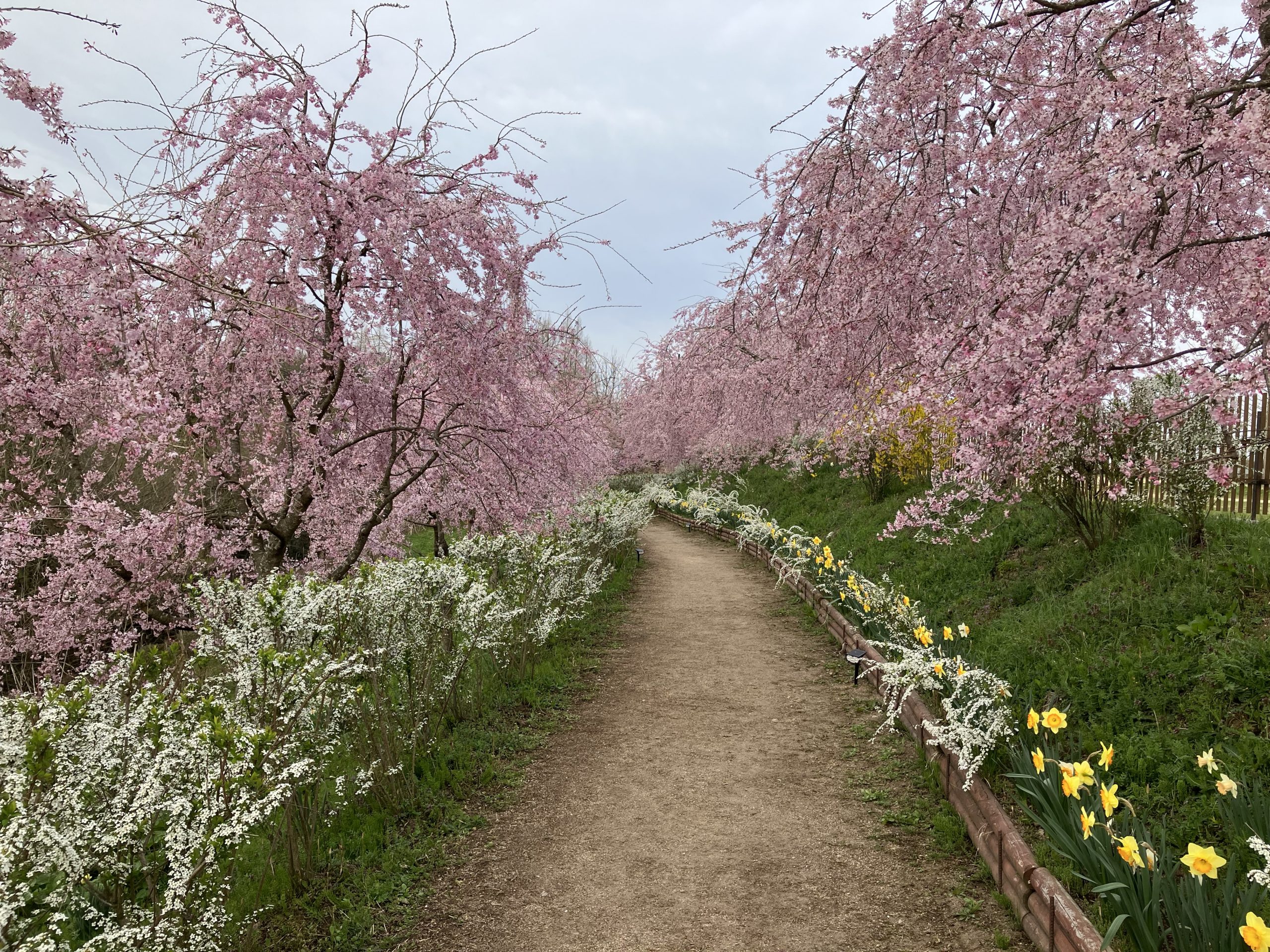 【Park open】Weeping cherry blossom【Best time to see】Rape blossoms【Best time to see】