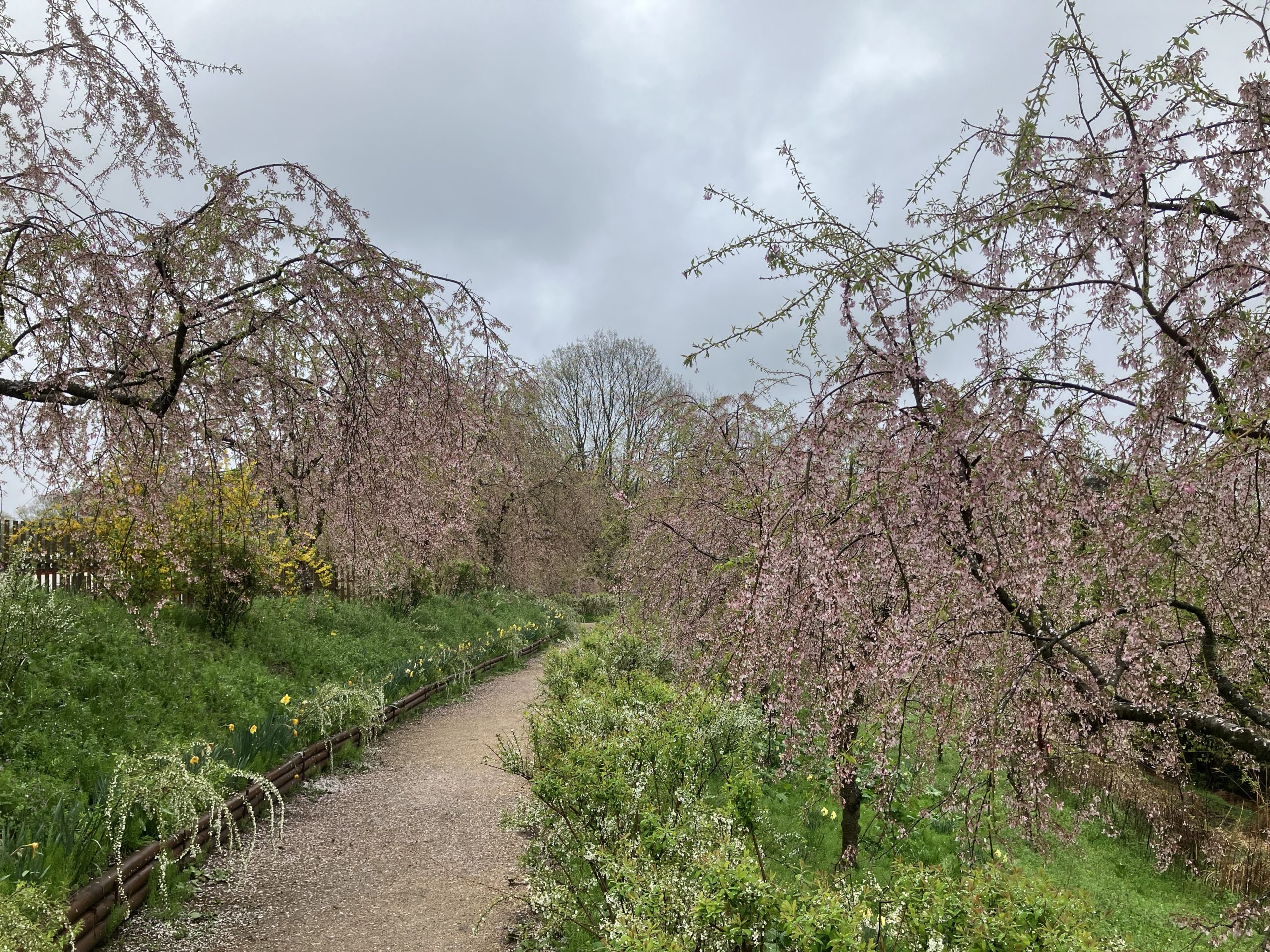 【Park open】Weeping cherry blossom【Past the peak viewing time】Rape blossoms【Best time to see】