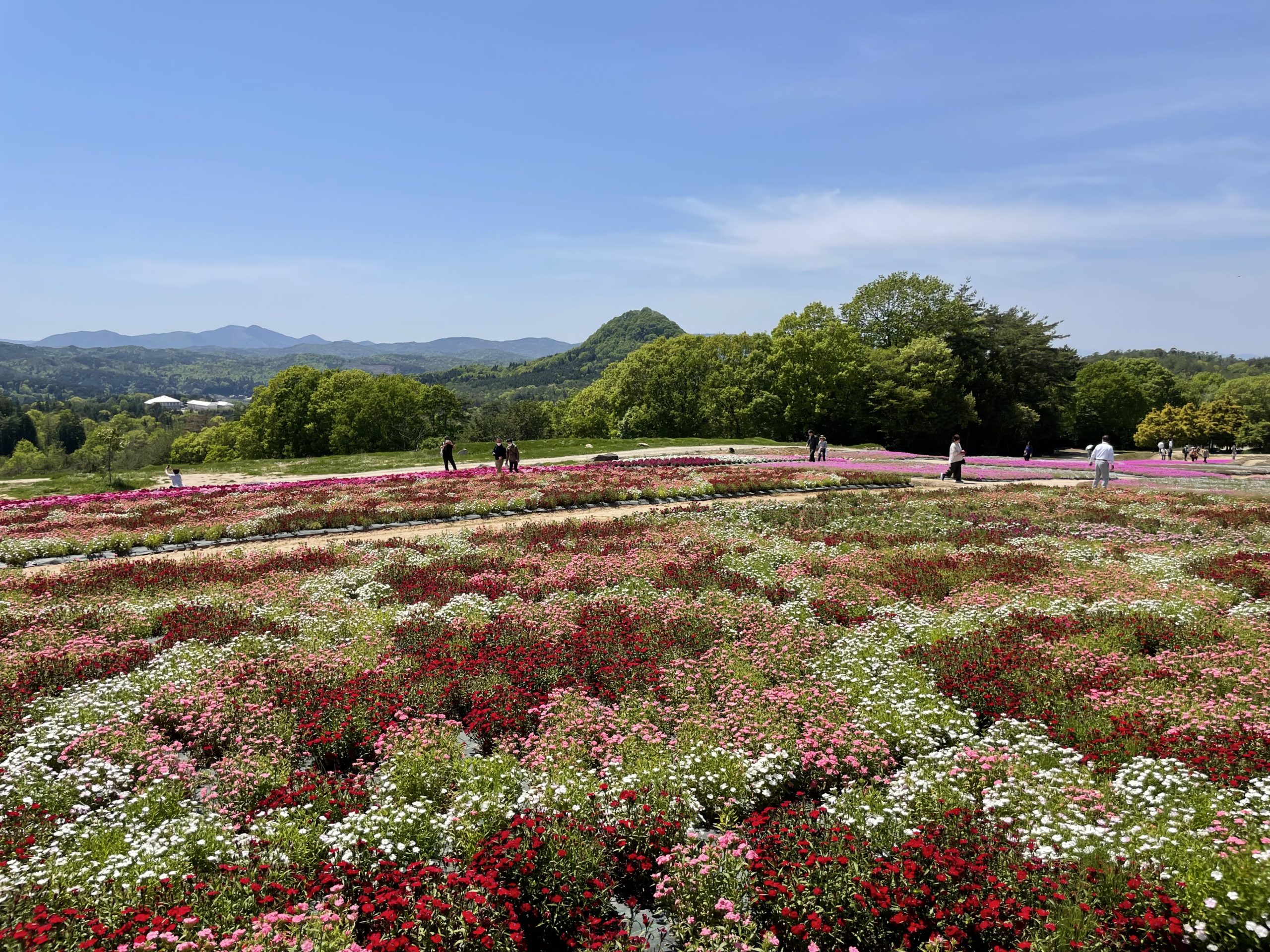 【Park open】Moss Phlox【Past the peak viewing time】Nemophila【Best time for viewing】Pinks【Best time for viewing】