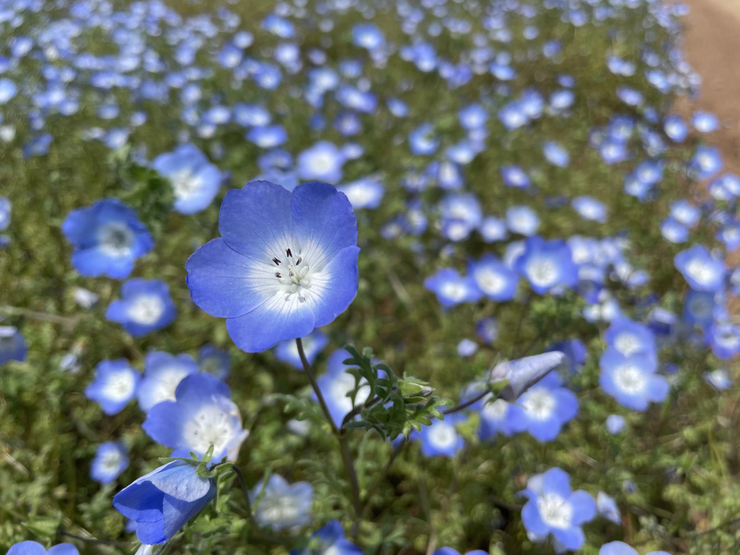 【Park open】Moss Phlox【Past the peak viewing time】Nemophila【Best time for viewing】Pinks【Best time for viewing】