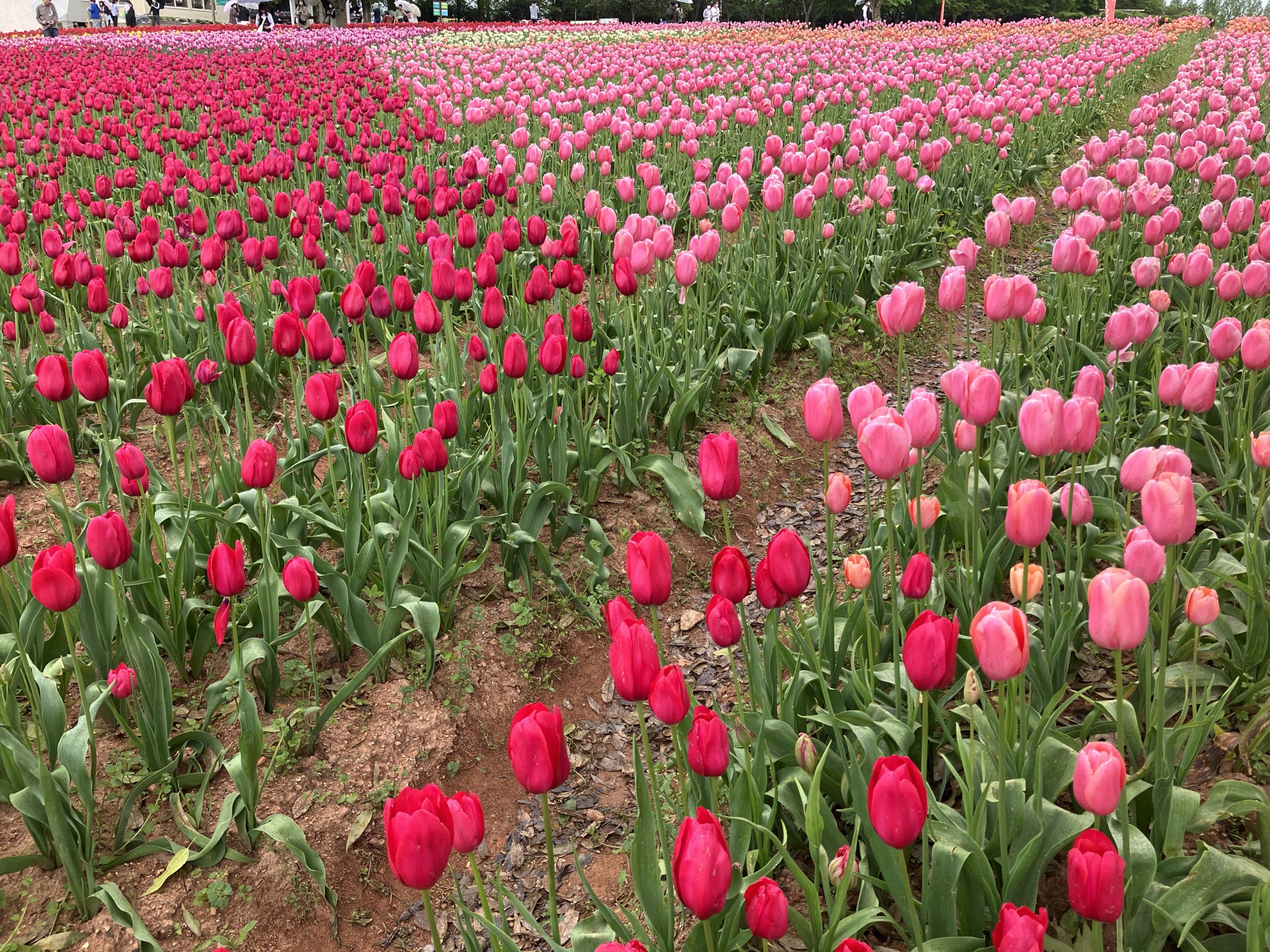 【Park open】Tulip【Some flowers are past their prime】