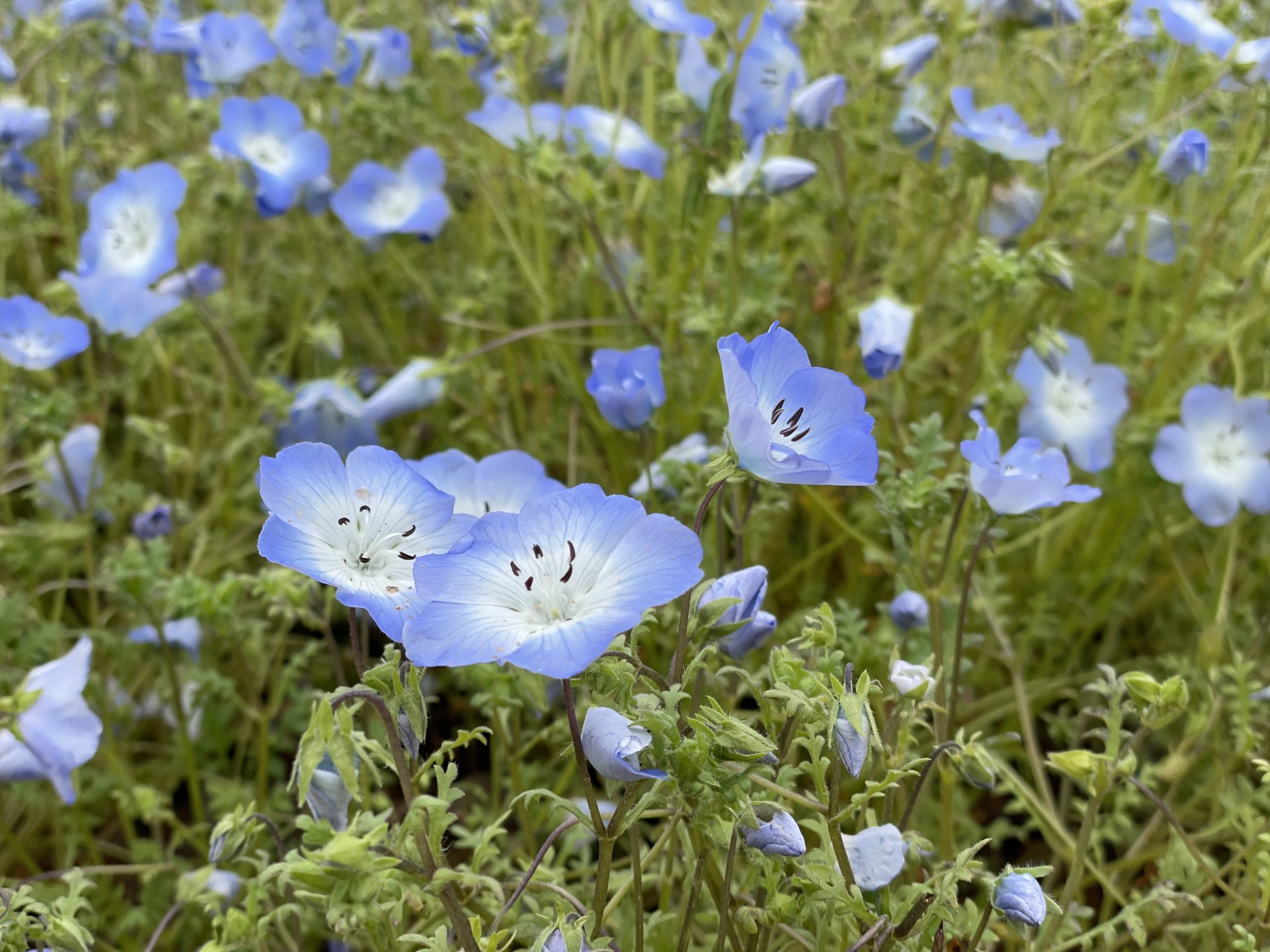 【Park open】Moss Phlox【Best time for viewing】Nemophila【Best time for viewing】Pinks【Best time for viewing】