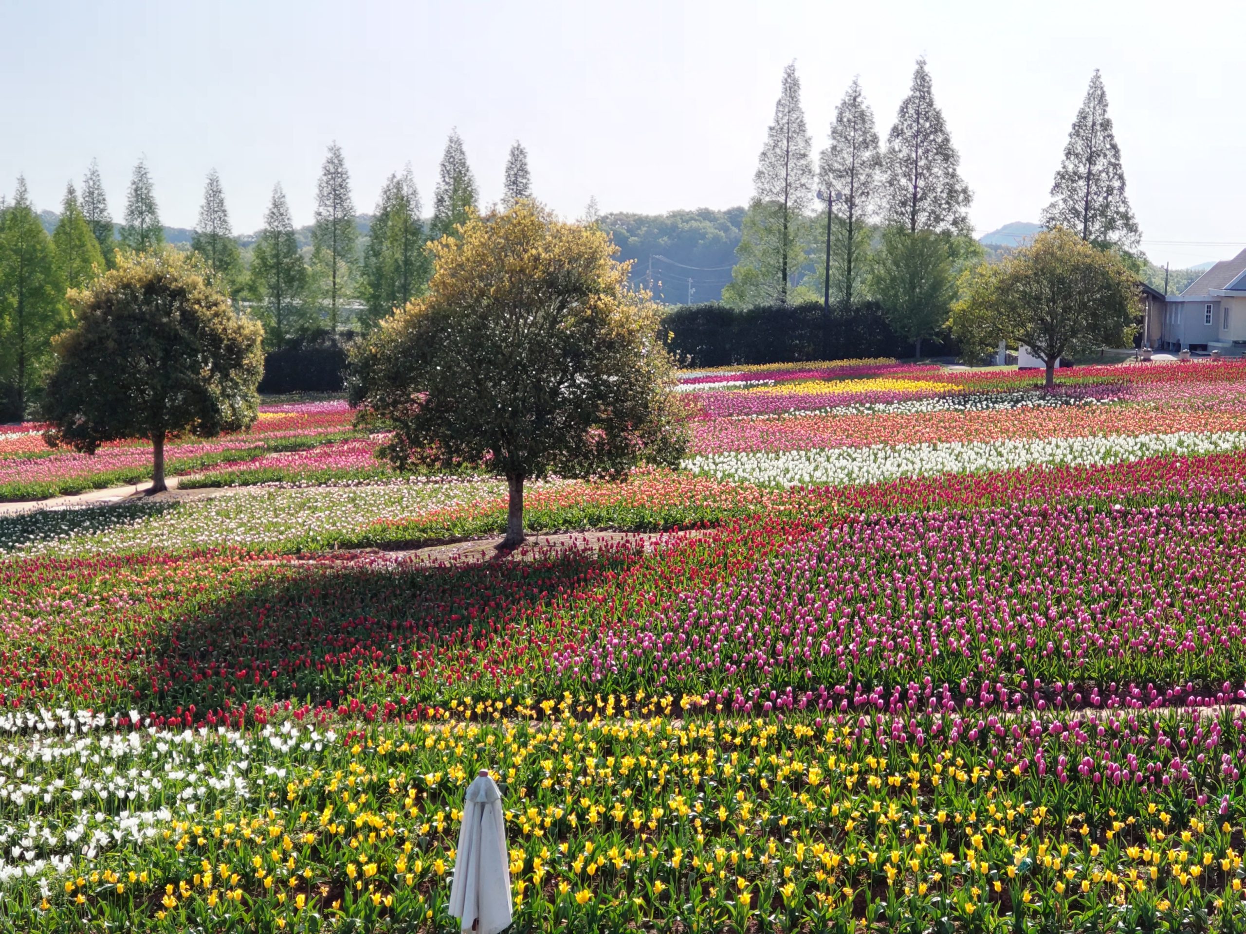【Park open】Tulip【Best time for viewing】
