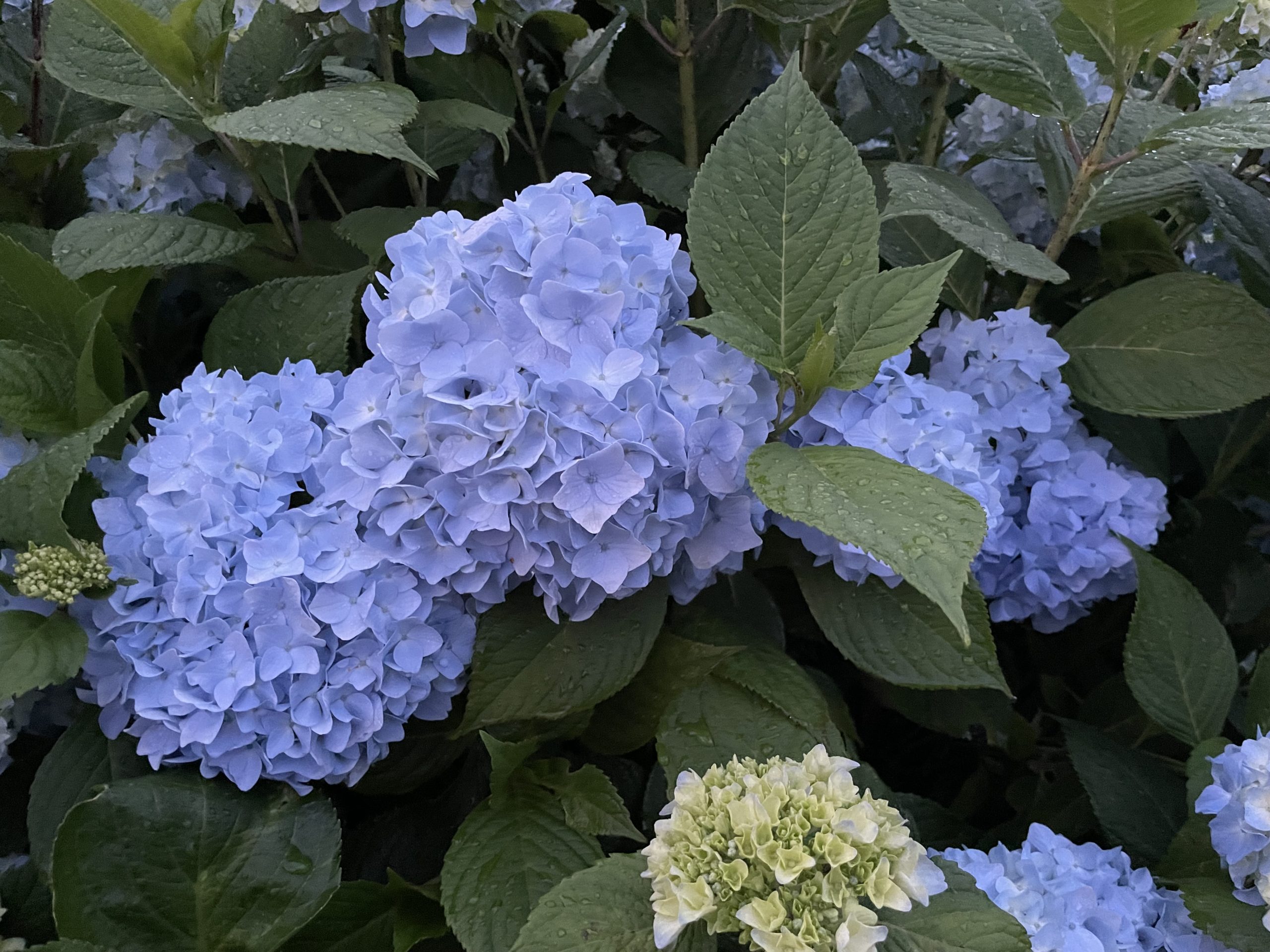 【Park open】Hydrangea 【Best time for viewing】Hollyhook【40% flowering】