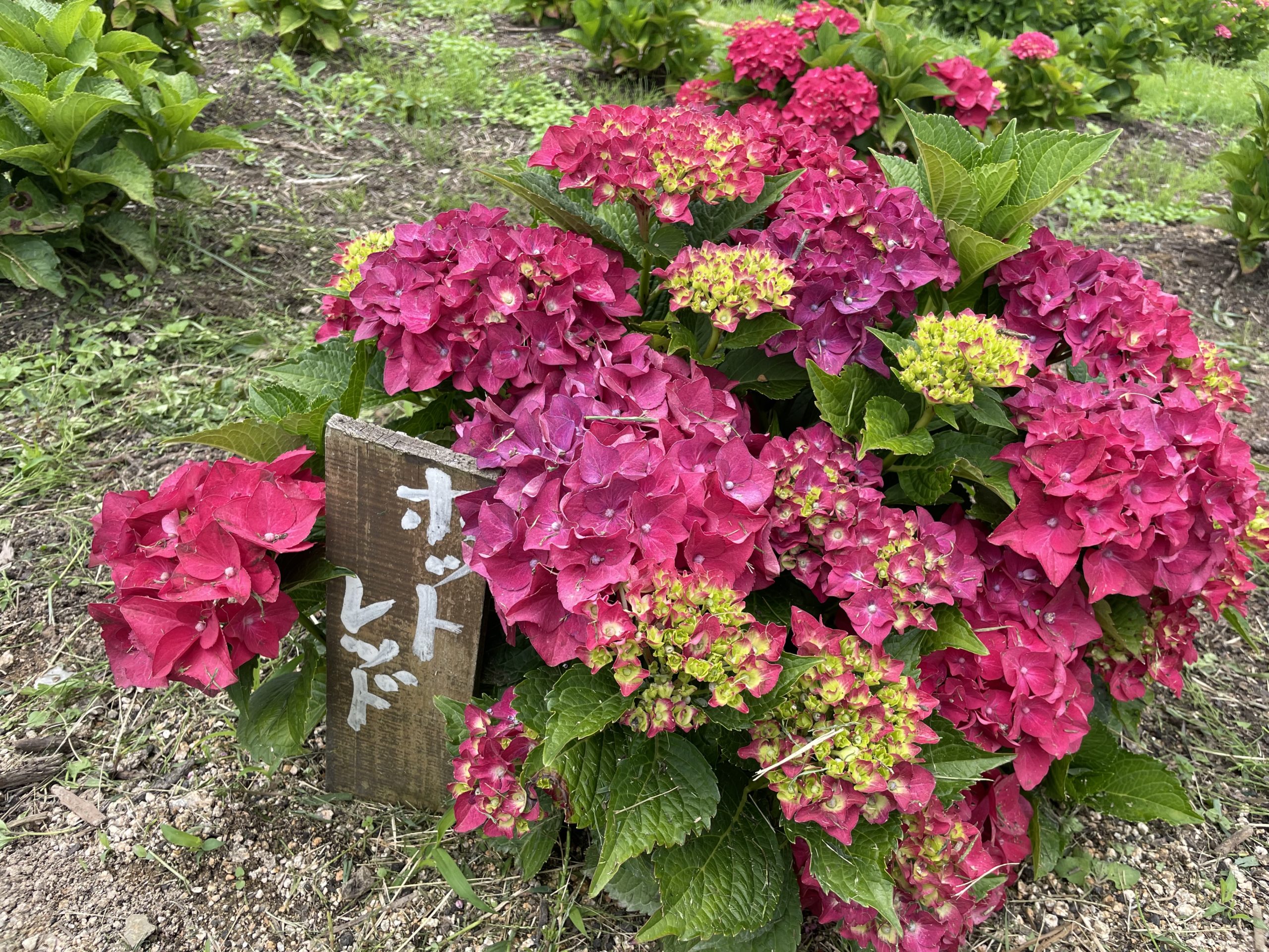 【Park open】Hydrangea 【Best time for viewing】Hollyhook【50% flowering】