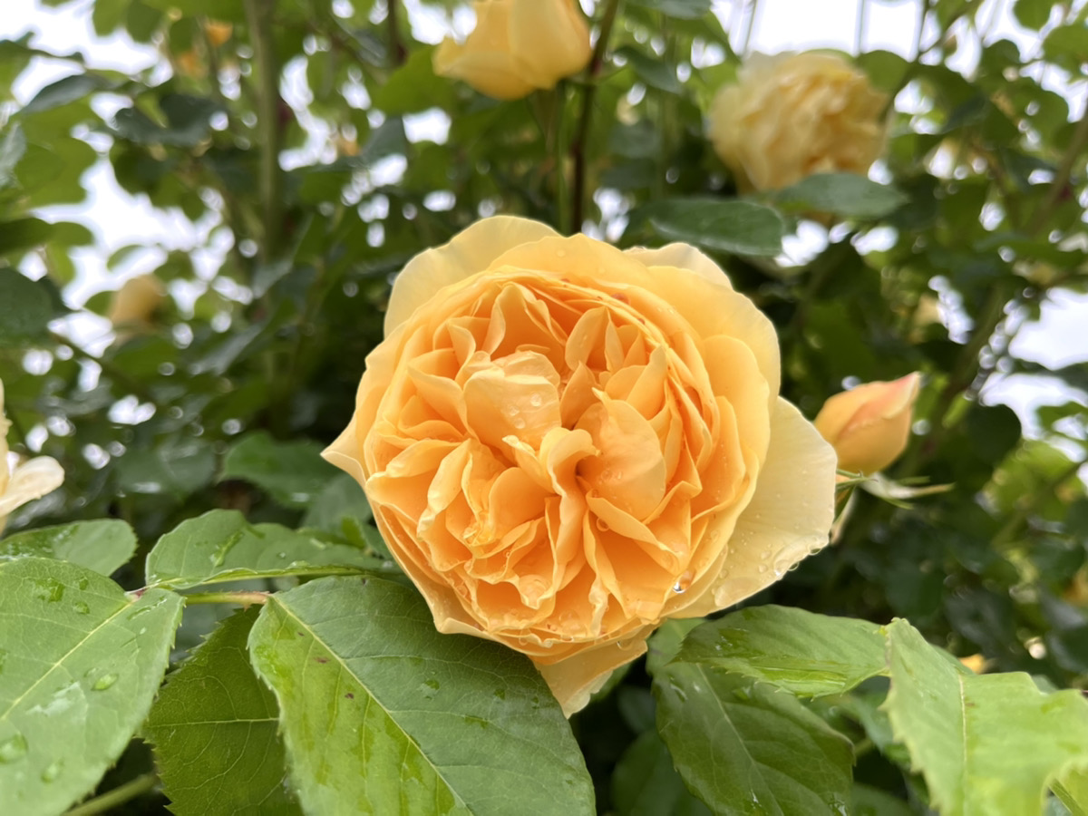 【开园中】英格丽玫瑰【适合赏花的最佳时期】多年生植物【根据花的种类，可能已经到了最佳观赏期】