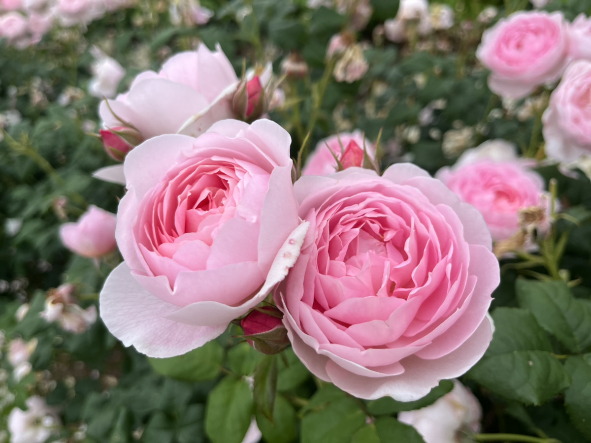 【开园中】英格丽玫瑰【适合赏花的最佳时期】多年生植物【适合赏花的最佳时期】