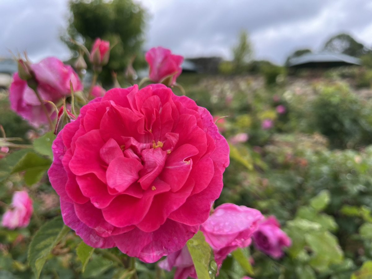 【开园中】英格丽玫瑰【适合赏花的最佳时期】多年生植物【适合赏花的最佳时期】