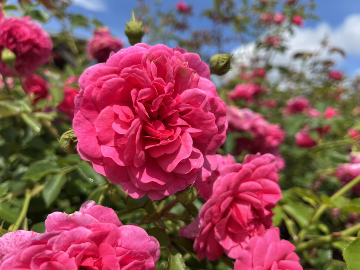 【Park open】English Roses【Past the peak viewing time】Perennial plant【Best time for viewing】