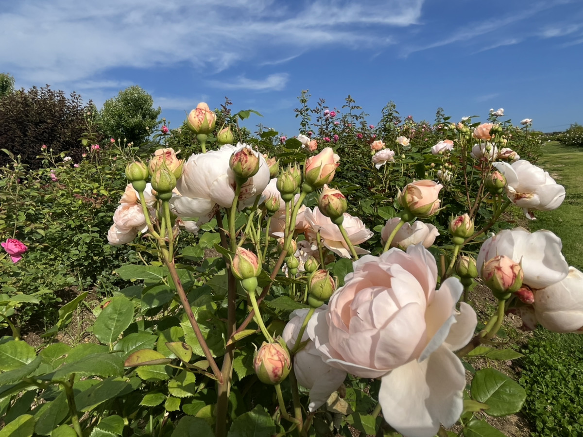 【Park open】English Roses【Past the peak viewing time】Perennial plant【Best time for viewing】