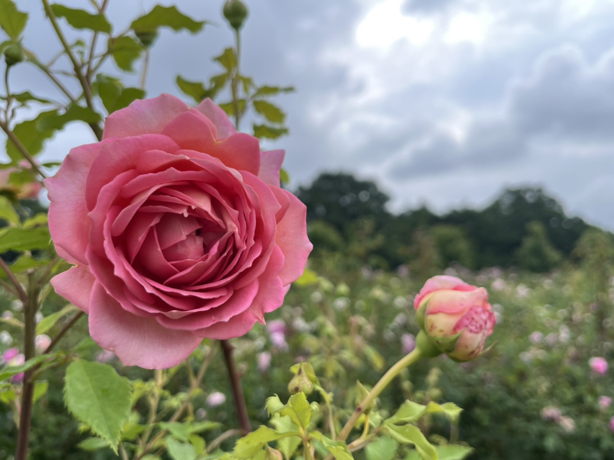 【開園中】英格麗玫瑰【已過賞花期】多年生植物【最佳賞花期】