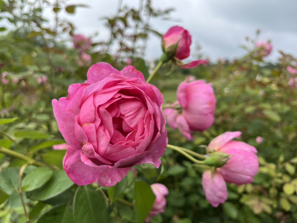 【開園中】英格麗玫瑰【已過賞花期】多年生植物【最佳賞花期】