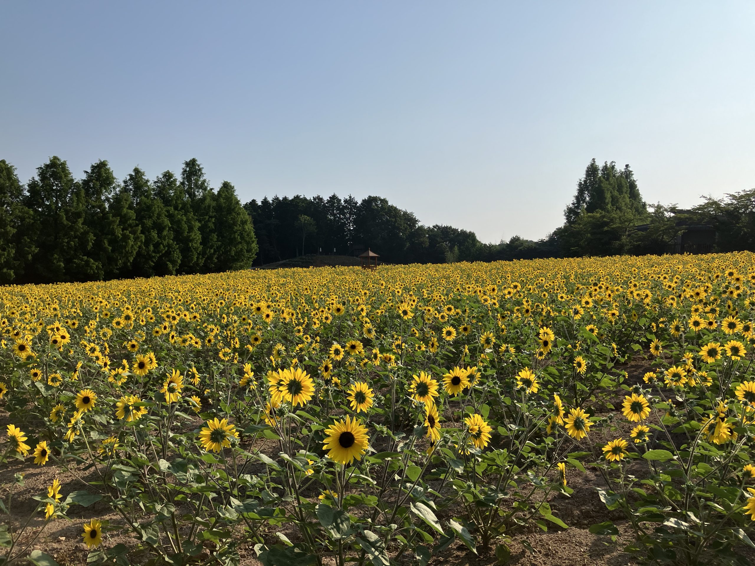 【Park open】Sunflower≪beginning to bloom≫