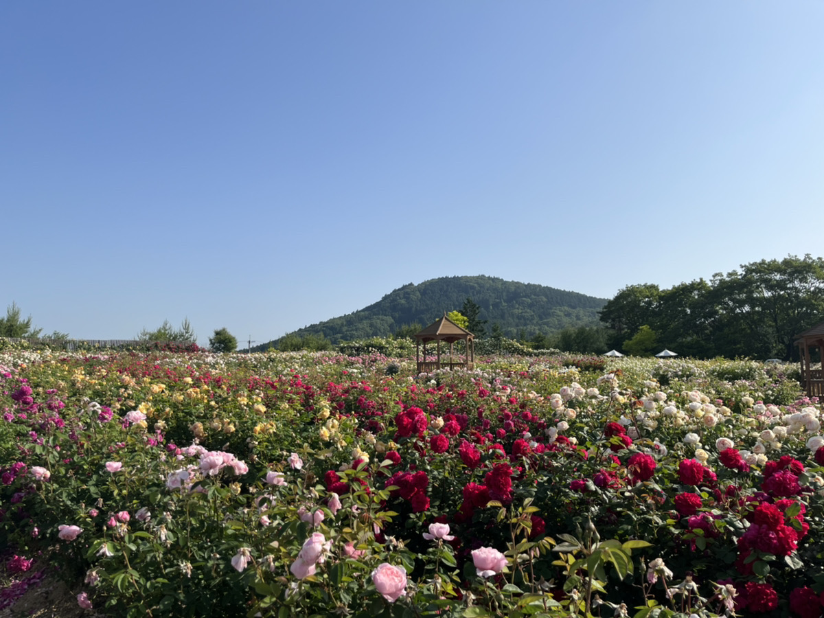 【Closed until September 16 (Saturday)】Rose Festival2023 has ended