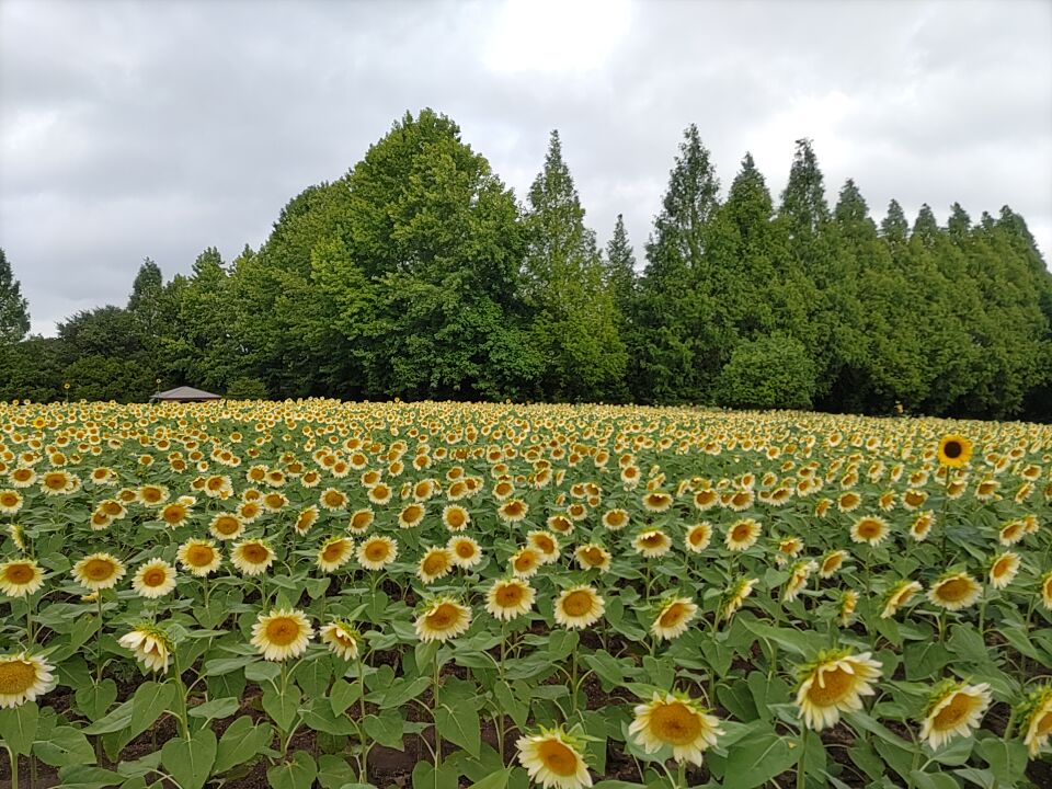 【Park open】Sunflower≪Some varieties are in full bloom≫