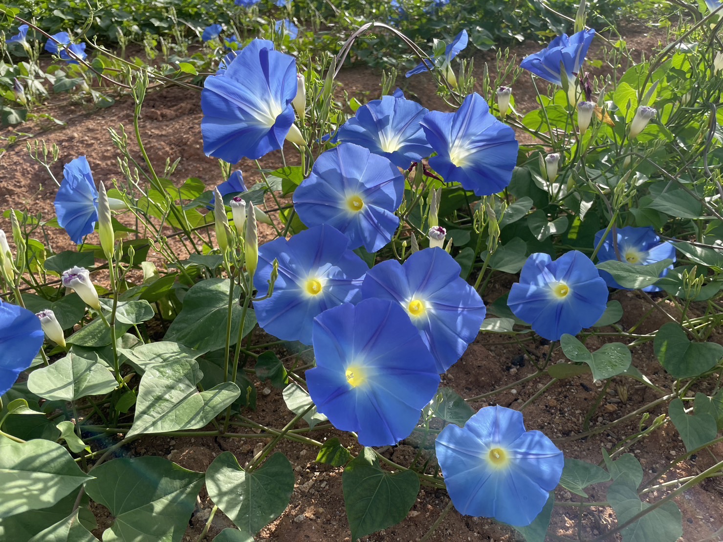 【Park open】Heavenly Blue(70% flowering)・Marigold(Best time for viewing)・Kochia(Best time for viewing)