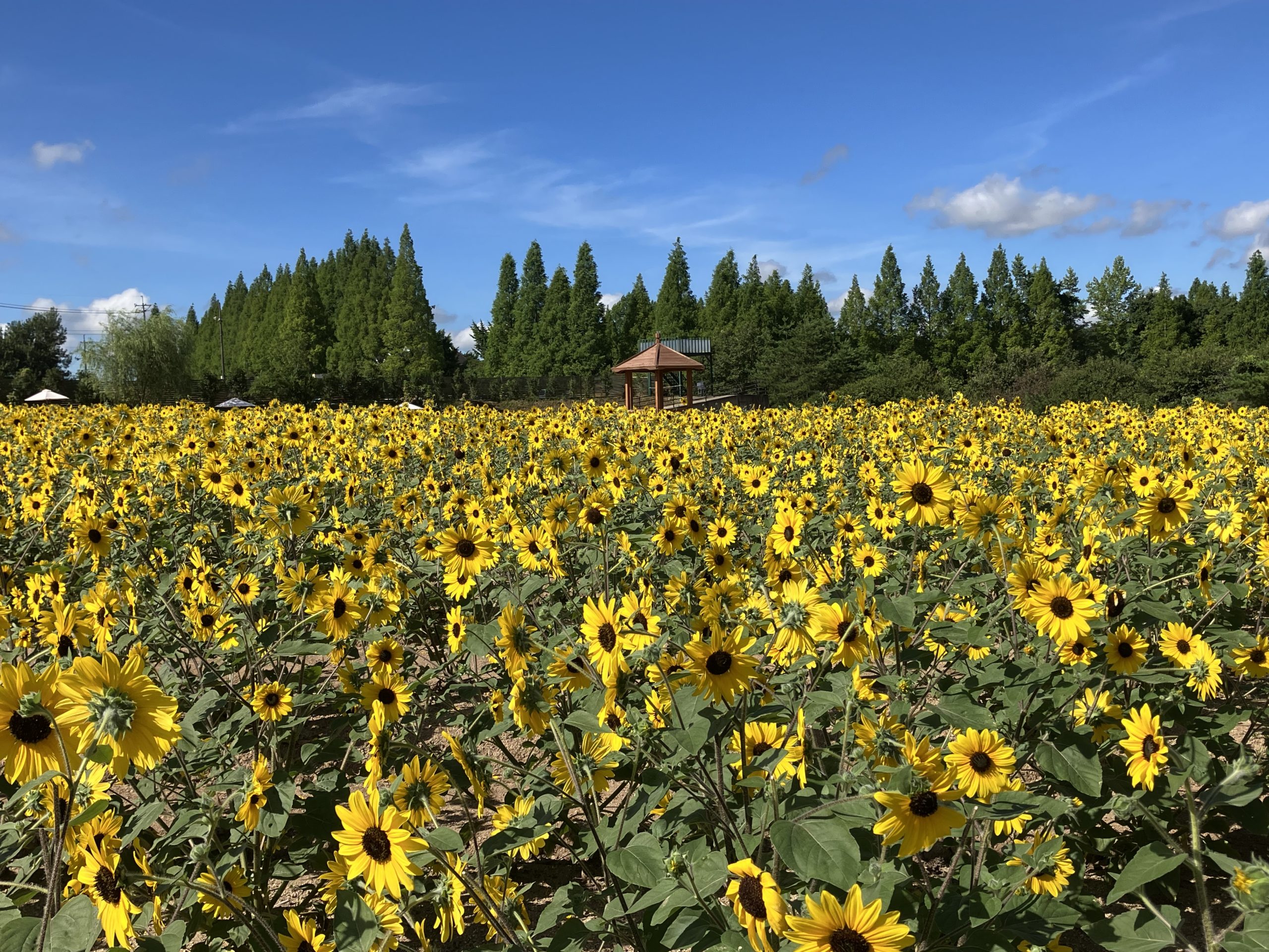 【Park open】Sunflower≪beginning to bloom（Some flowers are in full bloom）≫