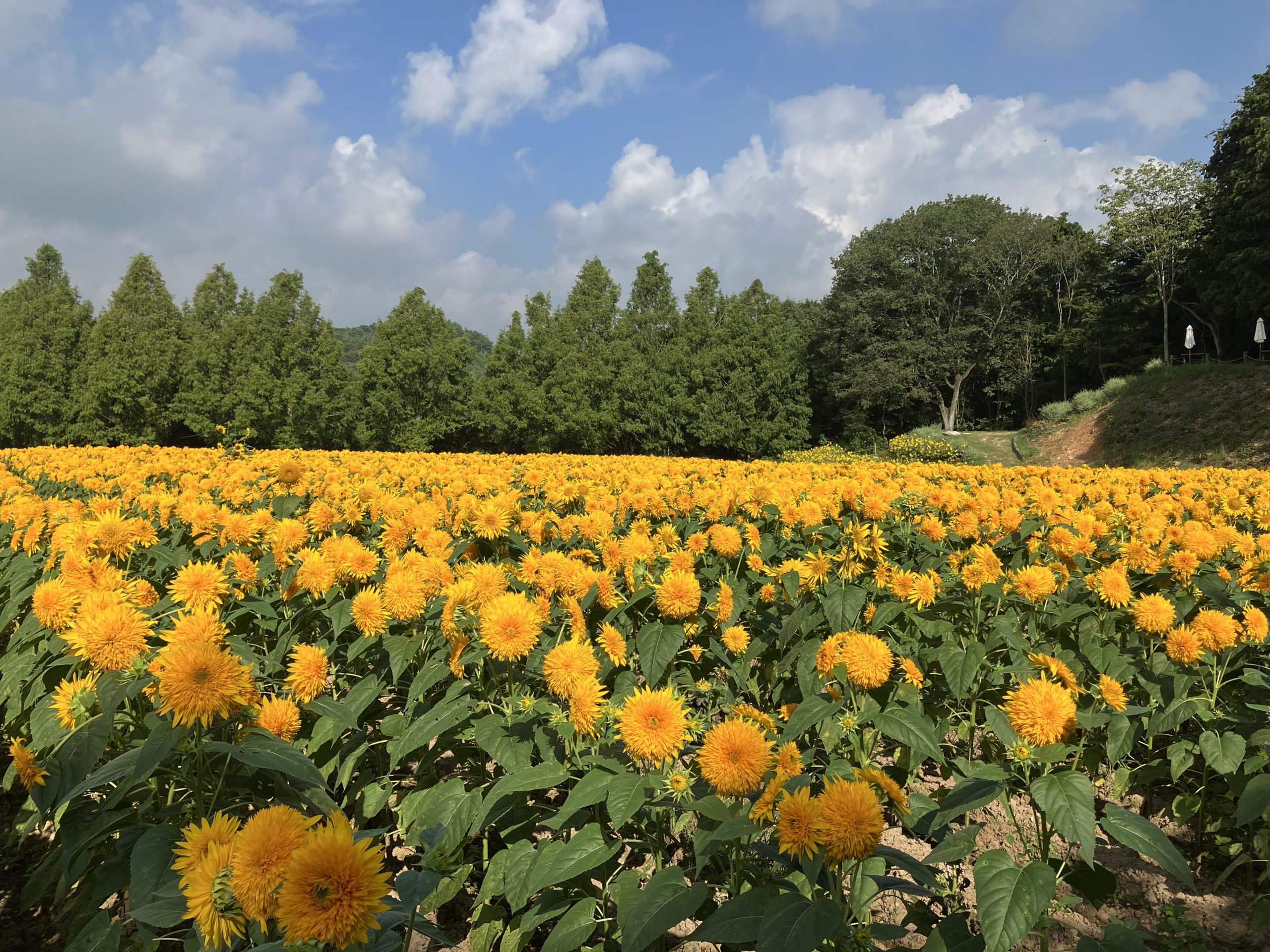【Park open(until the 23rd)】Sunflower≪Best time for viewing（Some flowers are past their prime.）≫