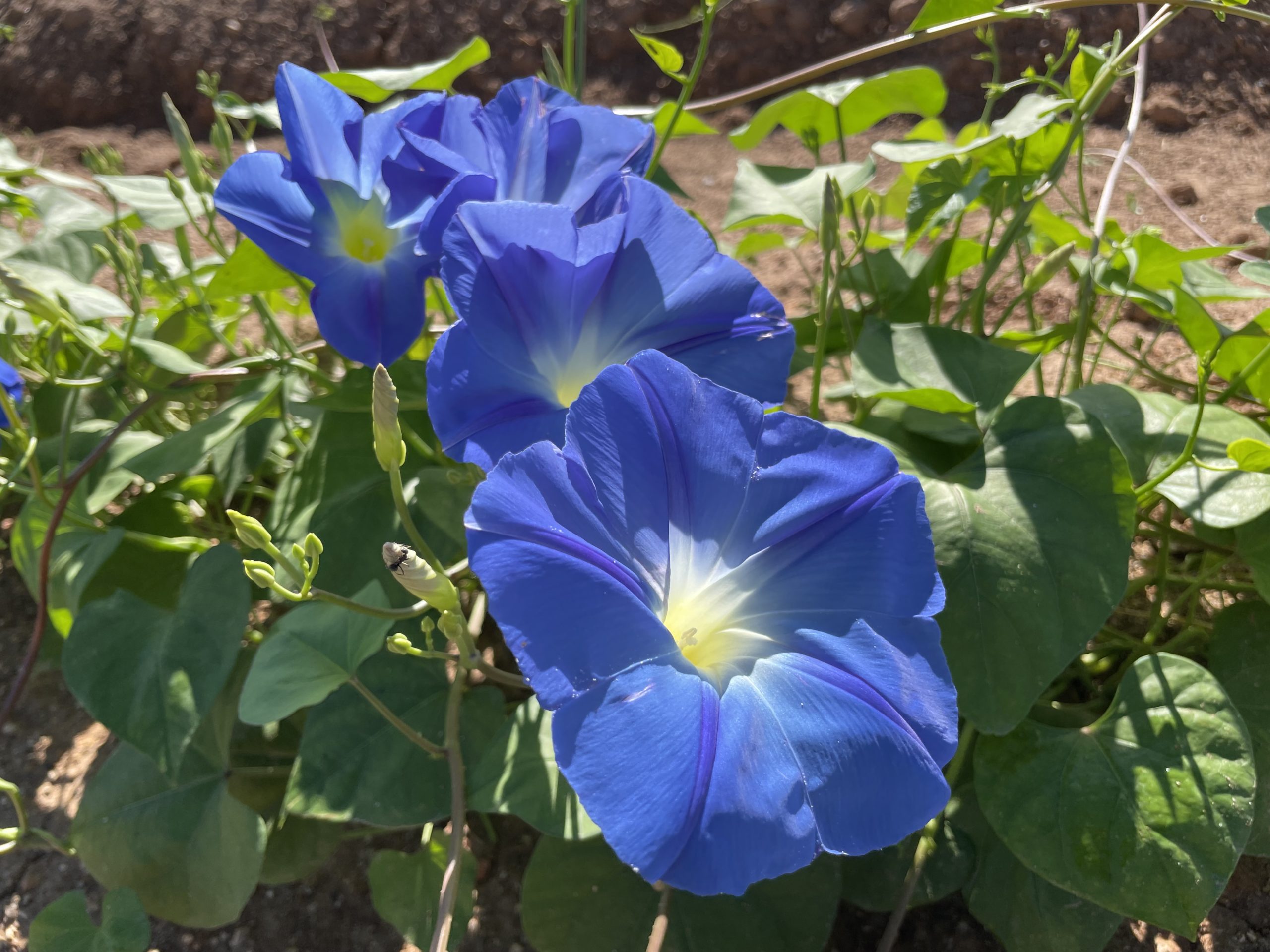 【2023年 8月5日(Saturday)Open from 9:00 today】Heavenly Blue【50% flowering】Marigold【Best time for viewing】Kochia【Best time for viewing】