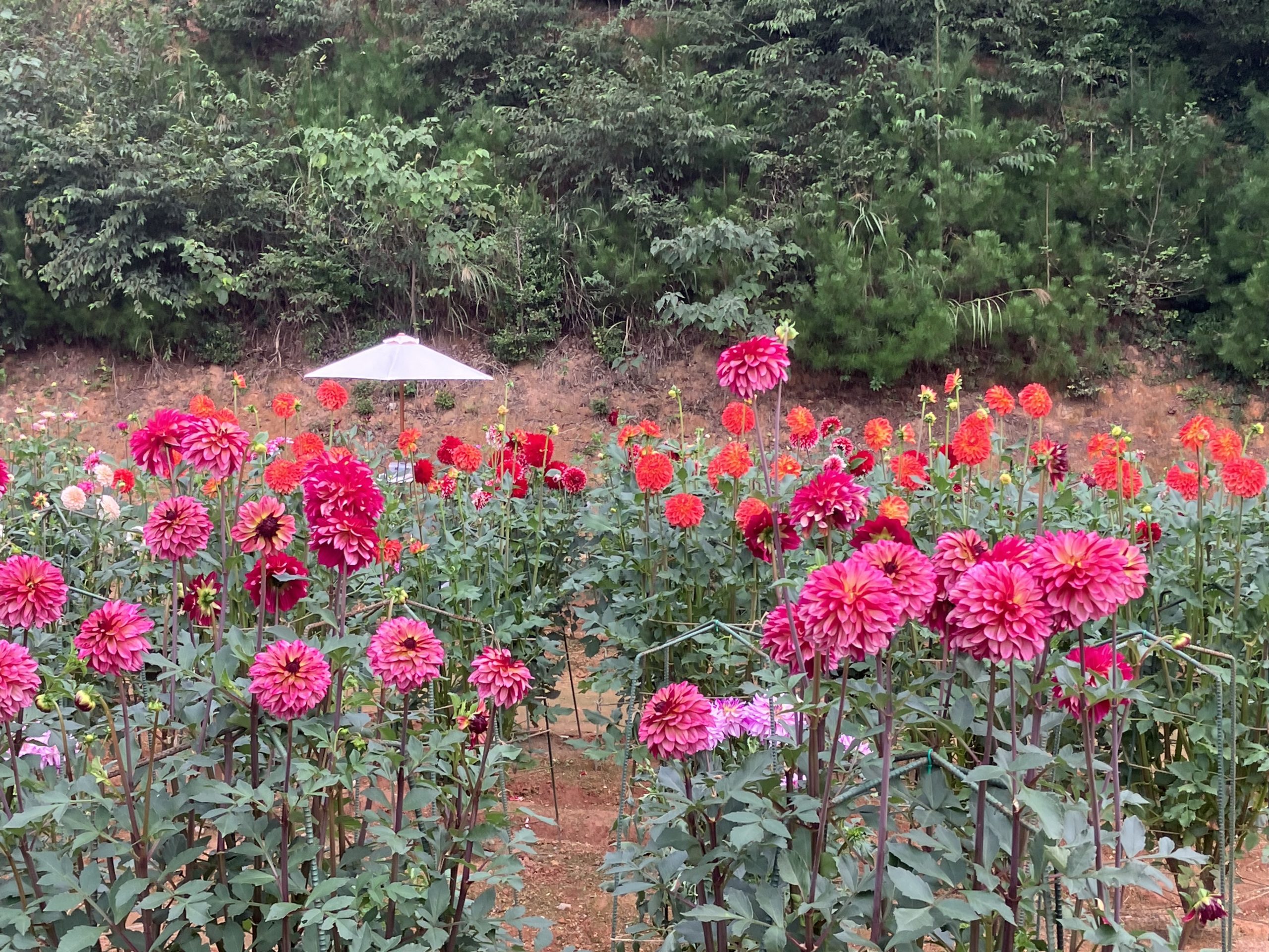 【Park open】Dahlia≪50% flowering≫ Garden Mom≪50% flowering≫