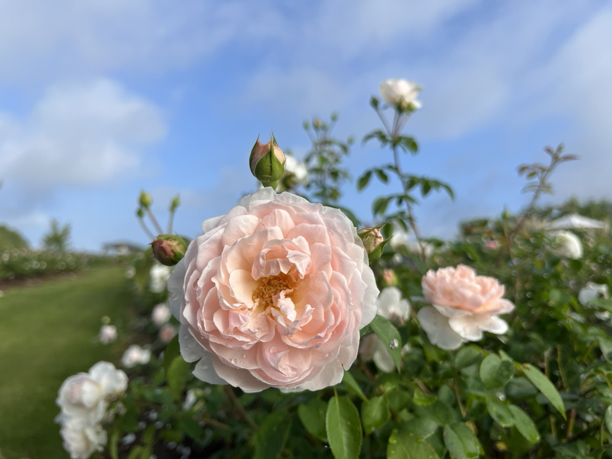 【開園中】英国玫瑰【約5～6成開花】多年生植物【5成開花(部分品種已盛開)】